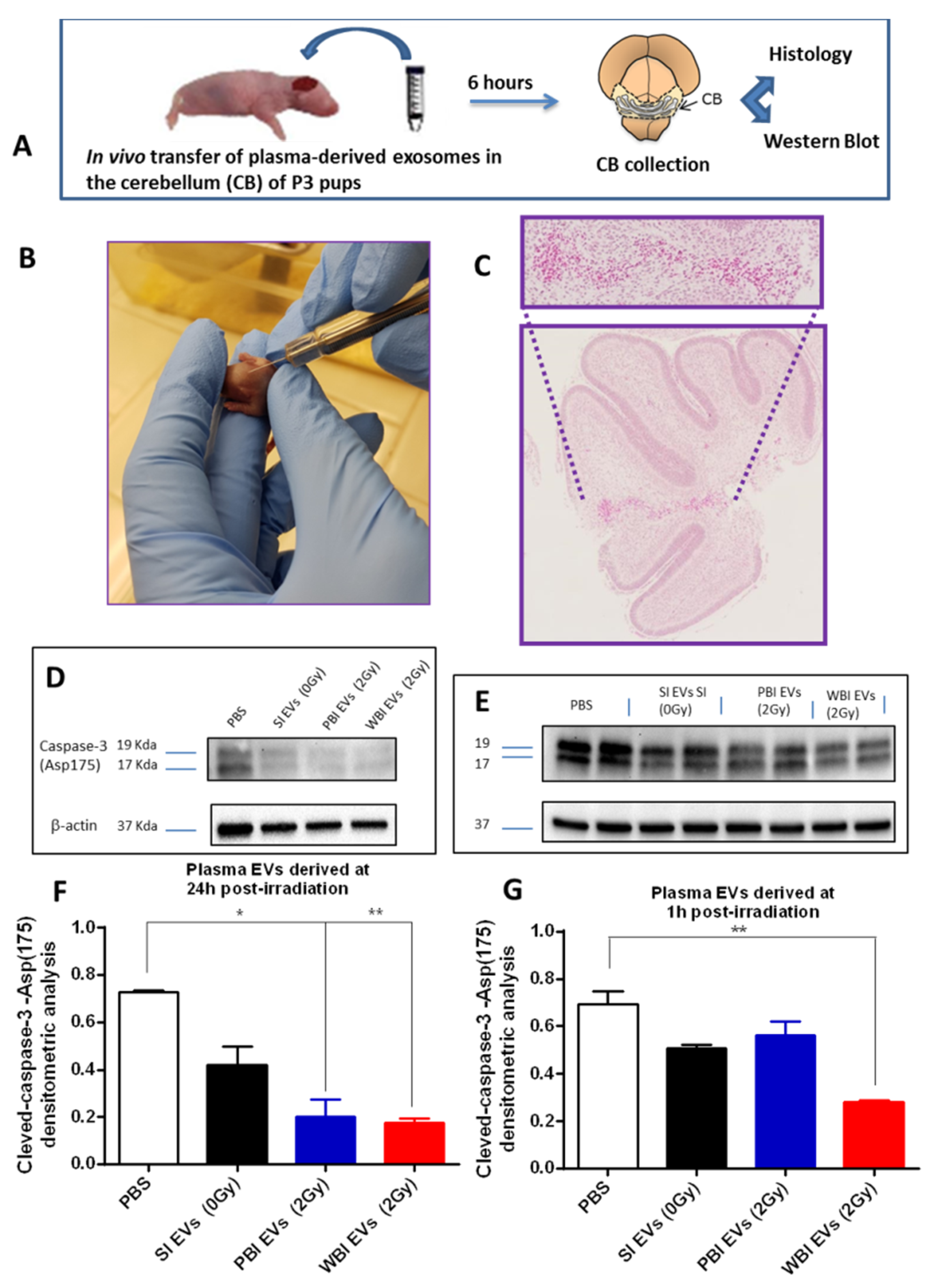 Ijms 23 02169 g006 Ijms 23 02169 g006