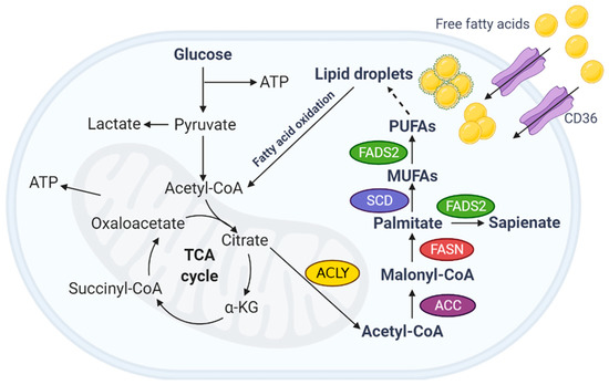 Fatty acid oxidation pathway control state - Bioblast