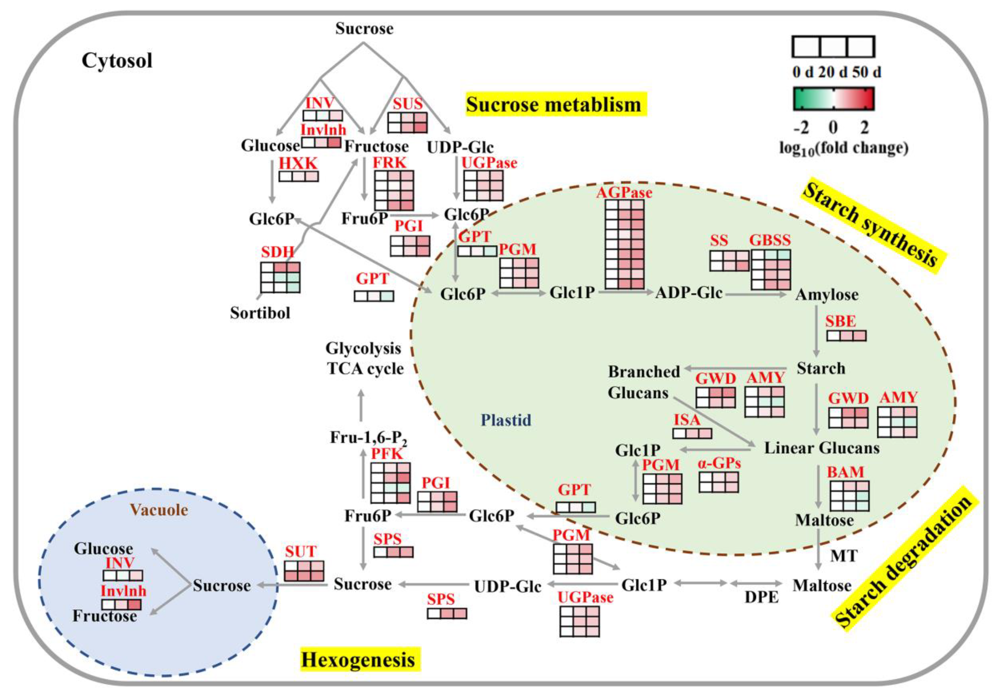 Ijms 23 02186 g005 550