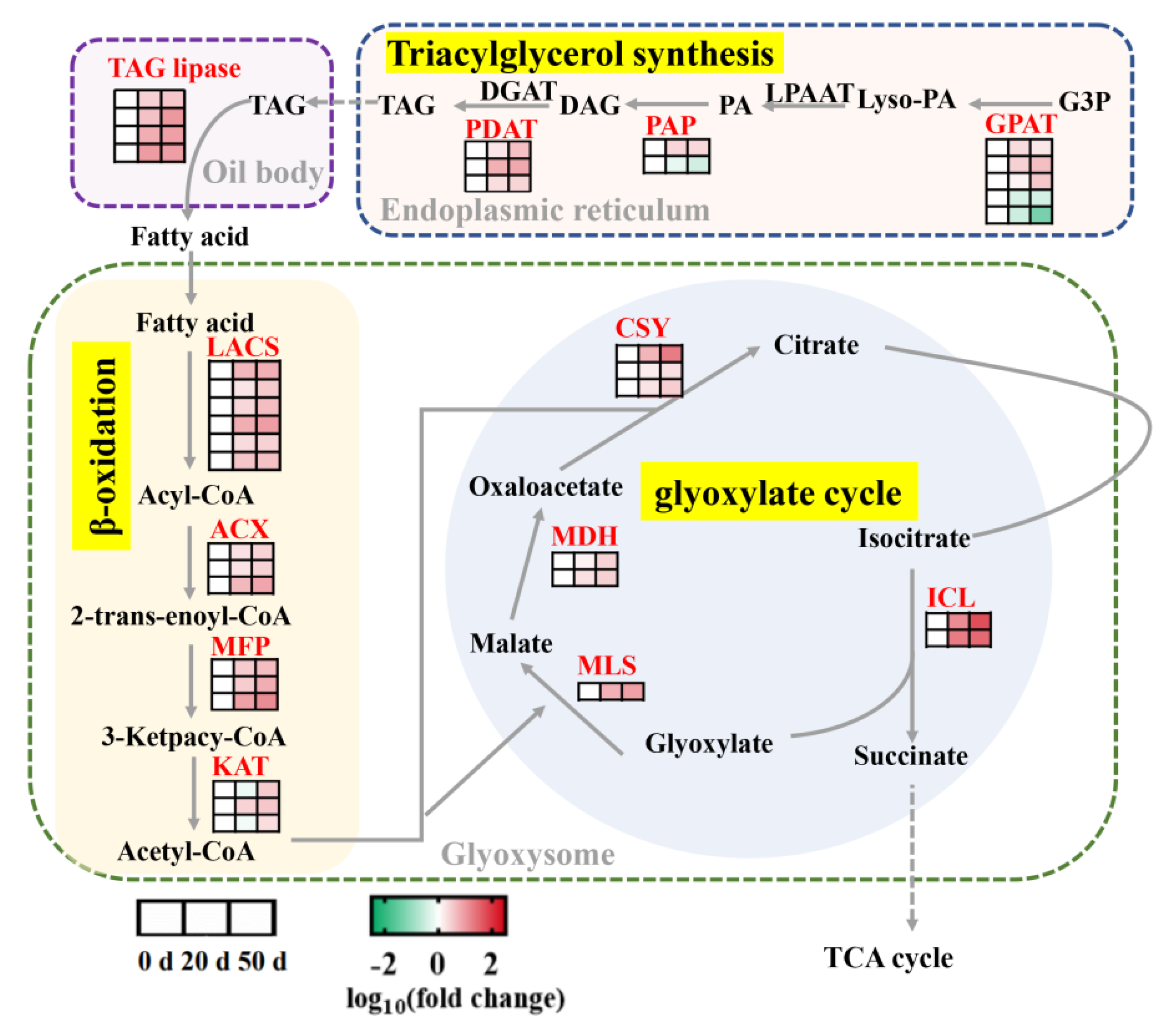Ijms 23 02186 g006 550