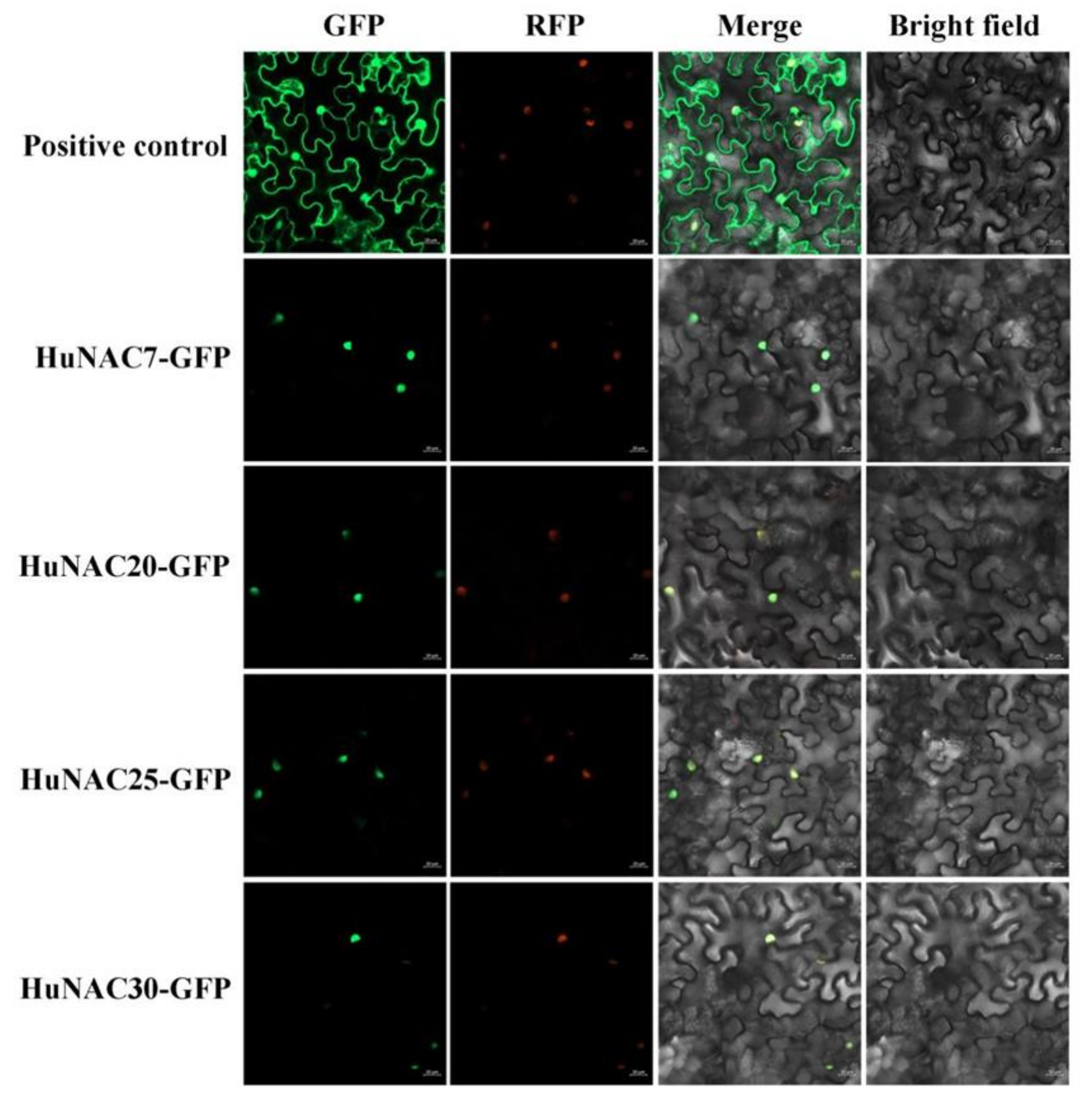 Ijms 23 02189 g006 550
