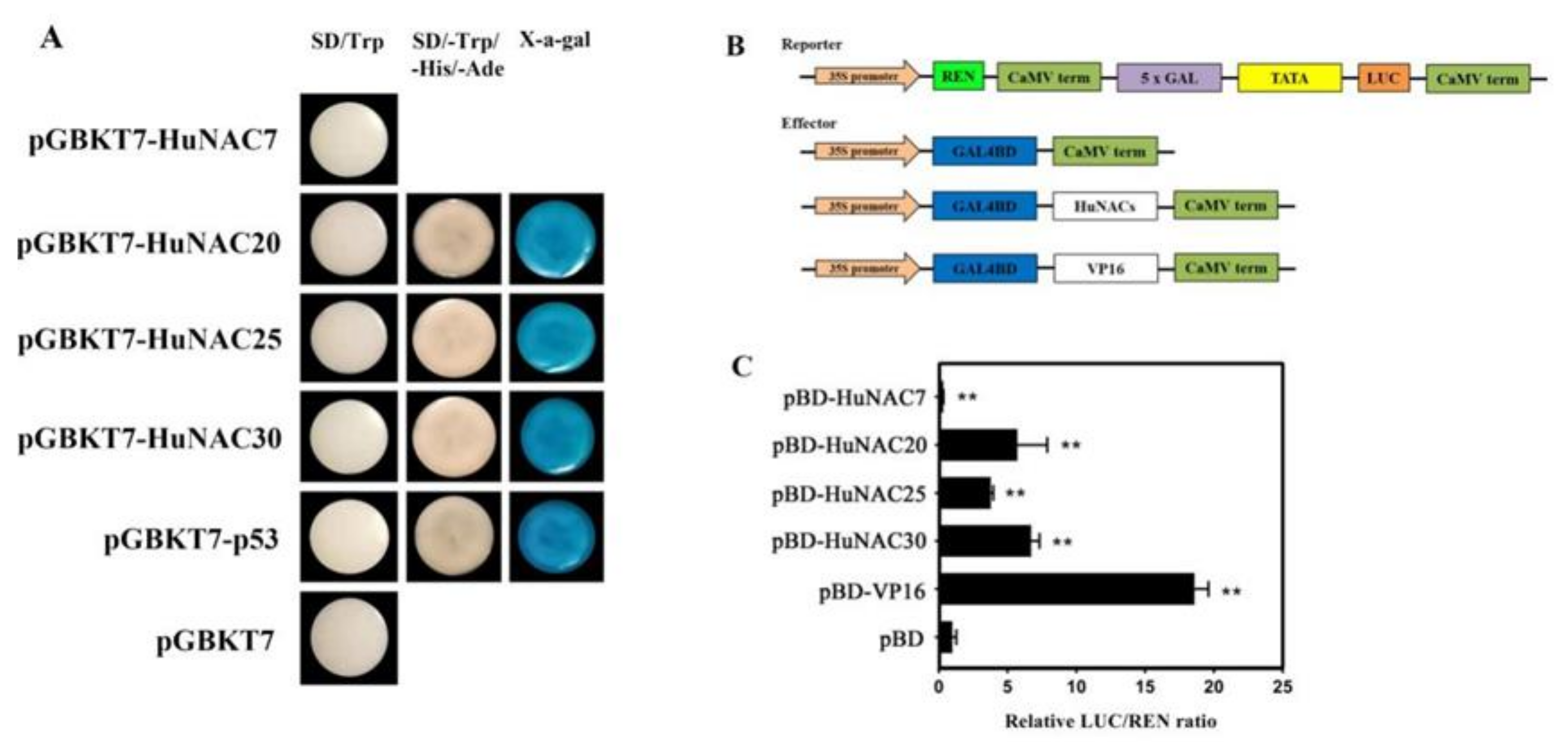 Ijms 23 02189 g007 550