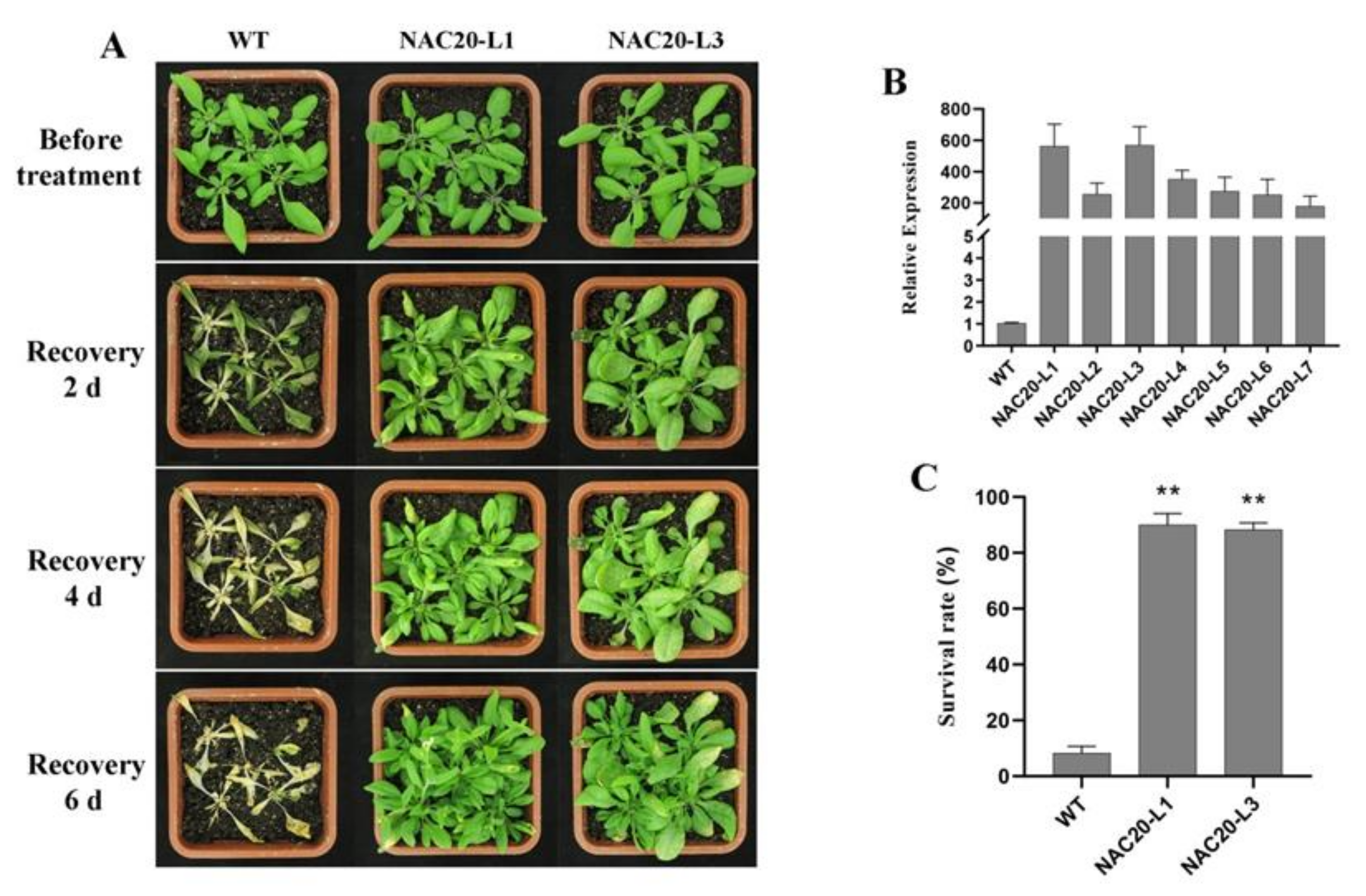 Ijms 23 02189 g008 550