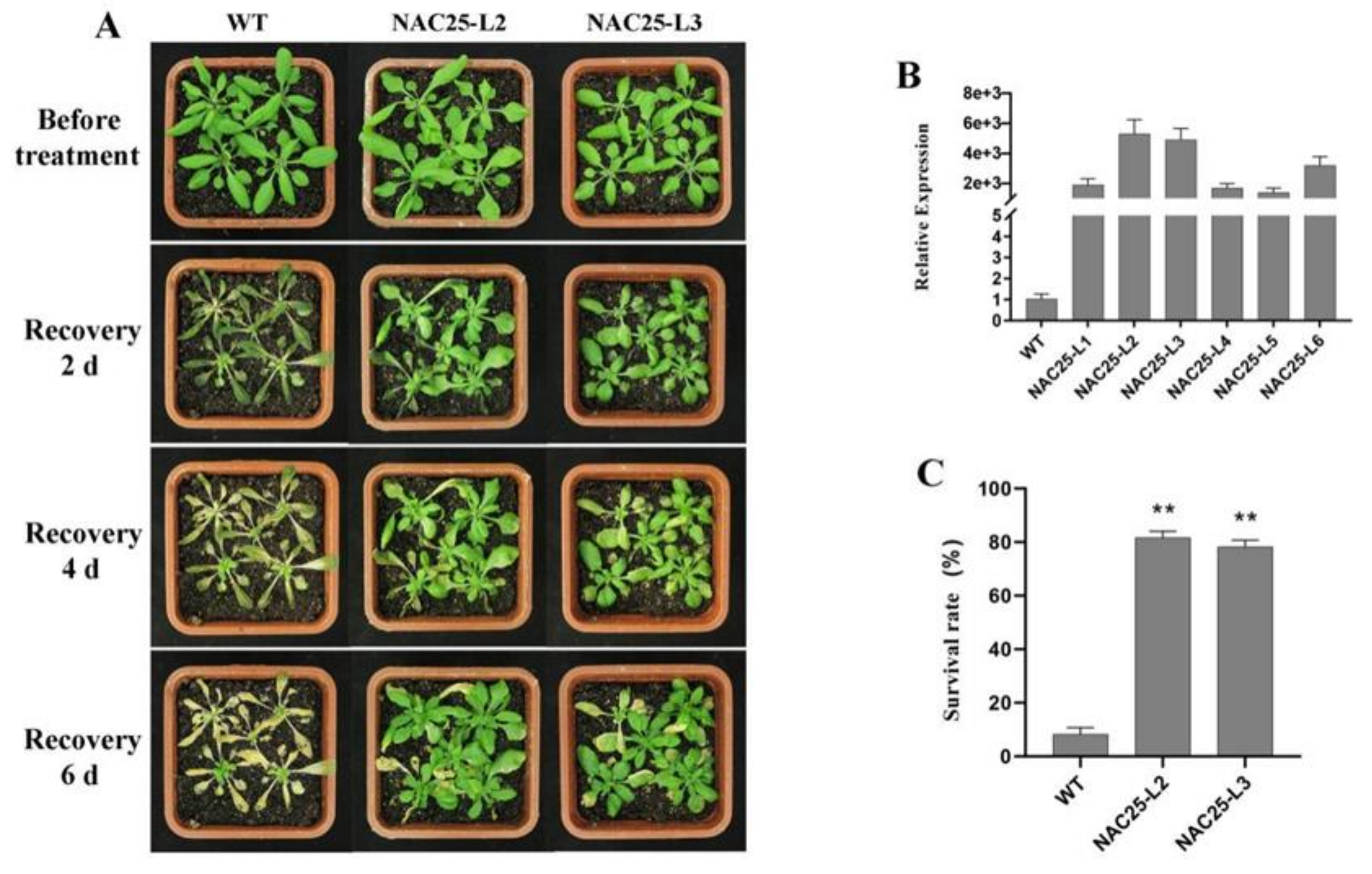Ijms 23 02189 g009 550