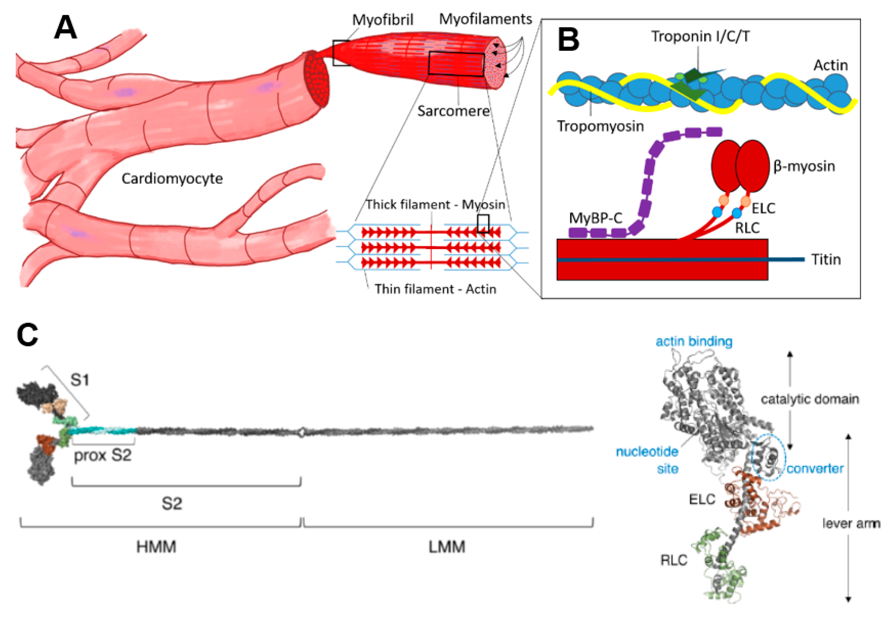 Ijms 23 02195 g001 Ijms 23 02195 g001