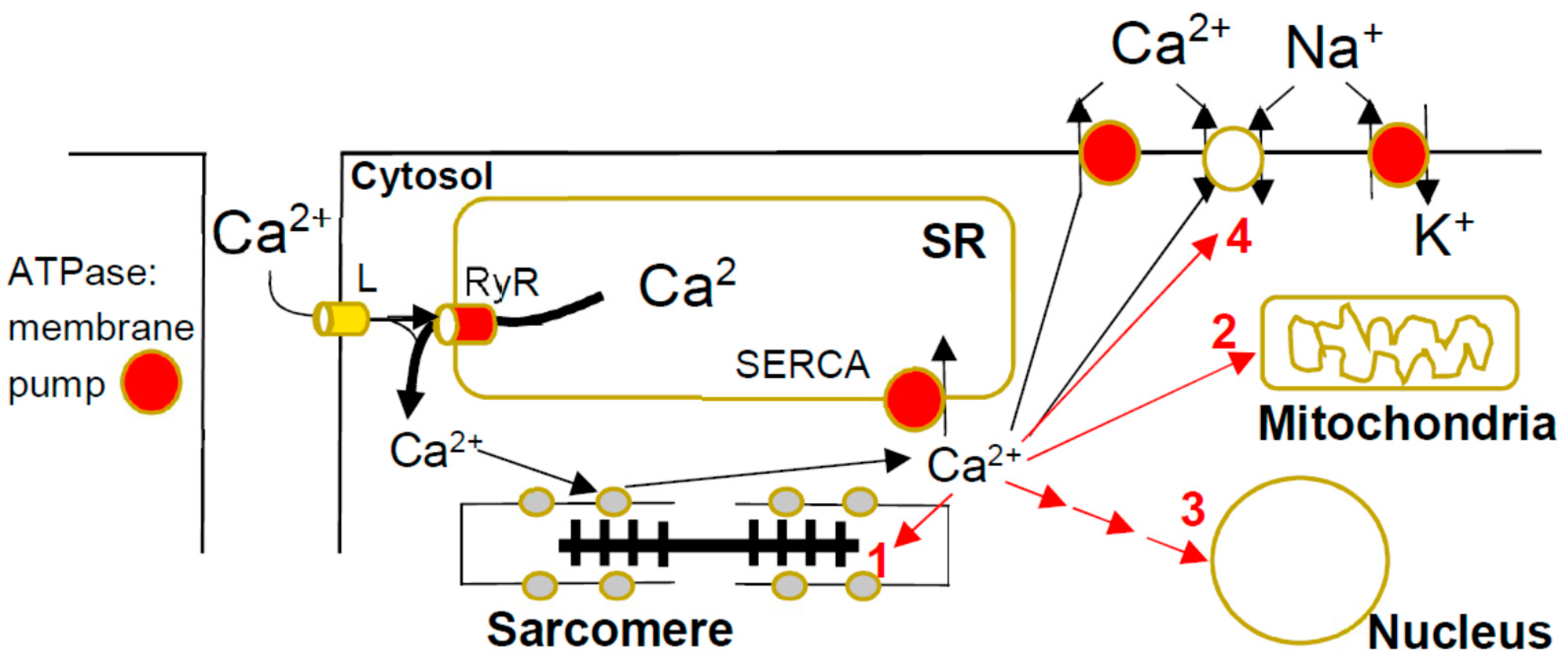 Ijms 23 02195 g002 Ijms 23 02195 g002
