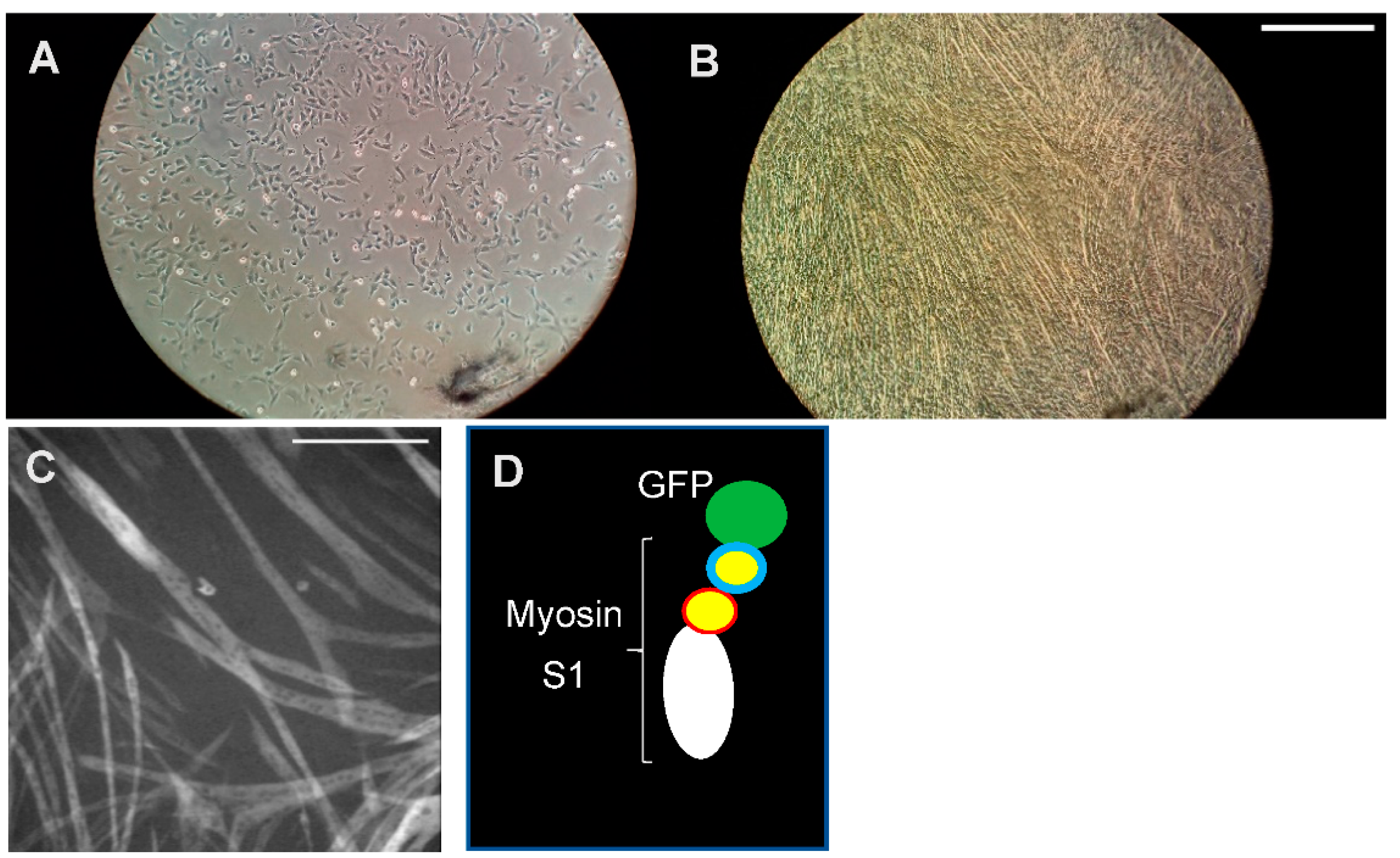 Ijms 23 02195 g003 Ijms 23 02195 g003