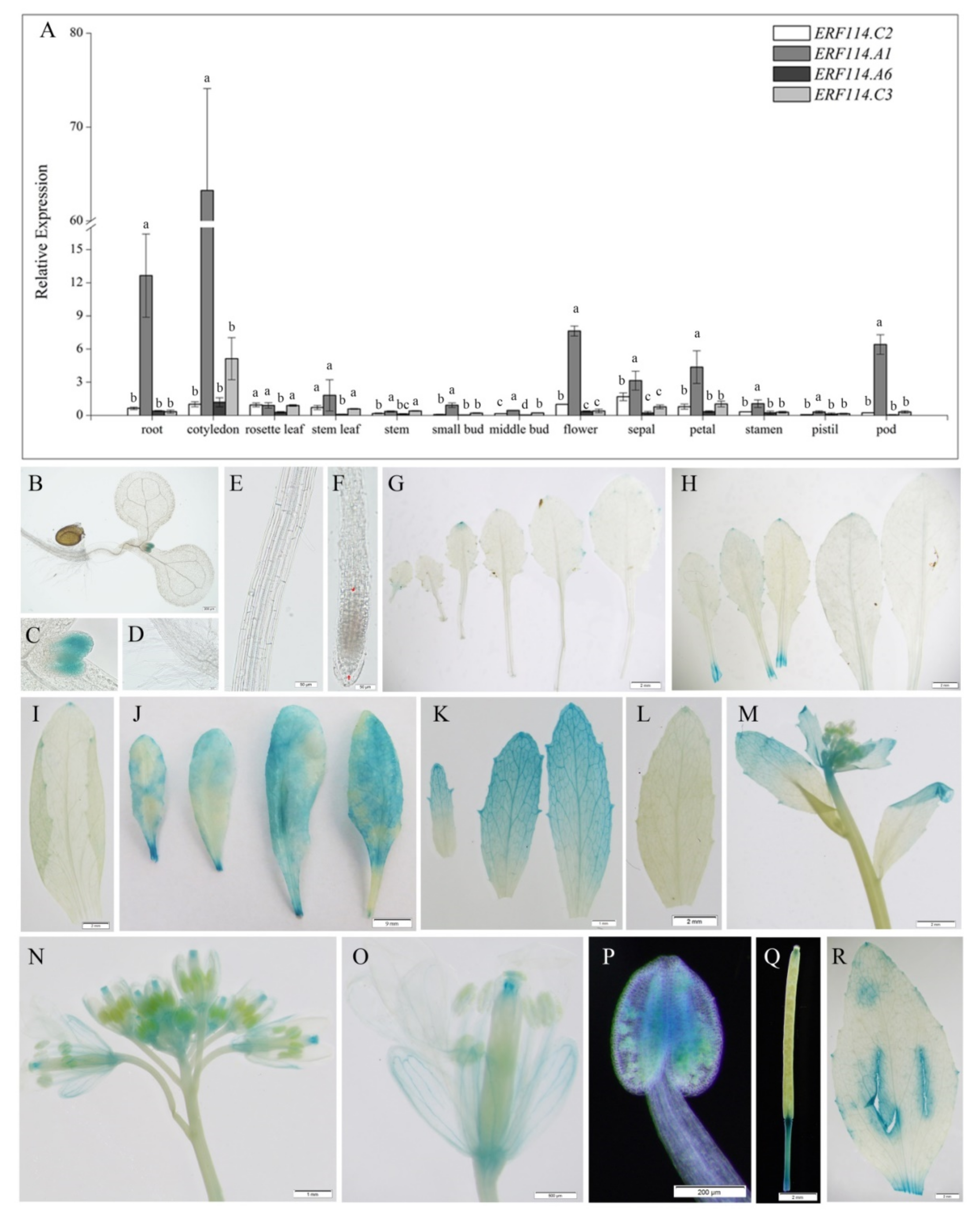 Ijms 23 02210 g002 550