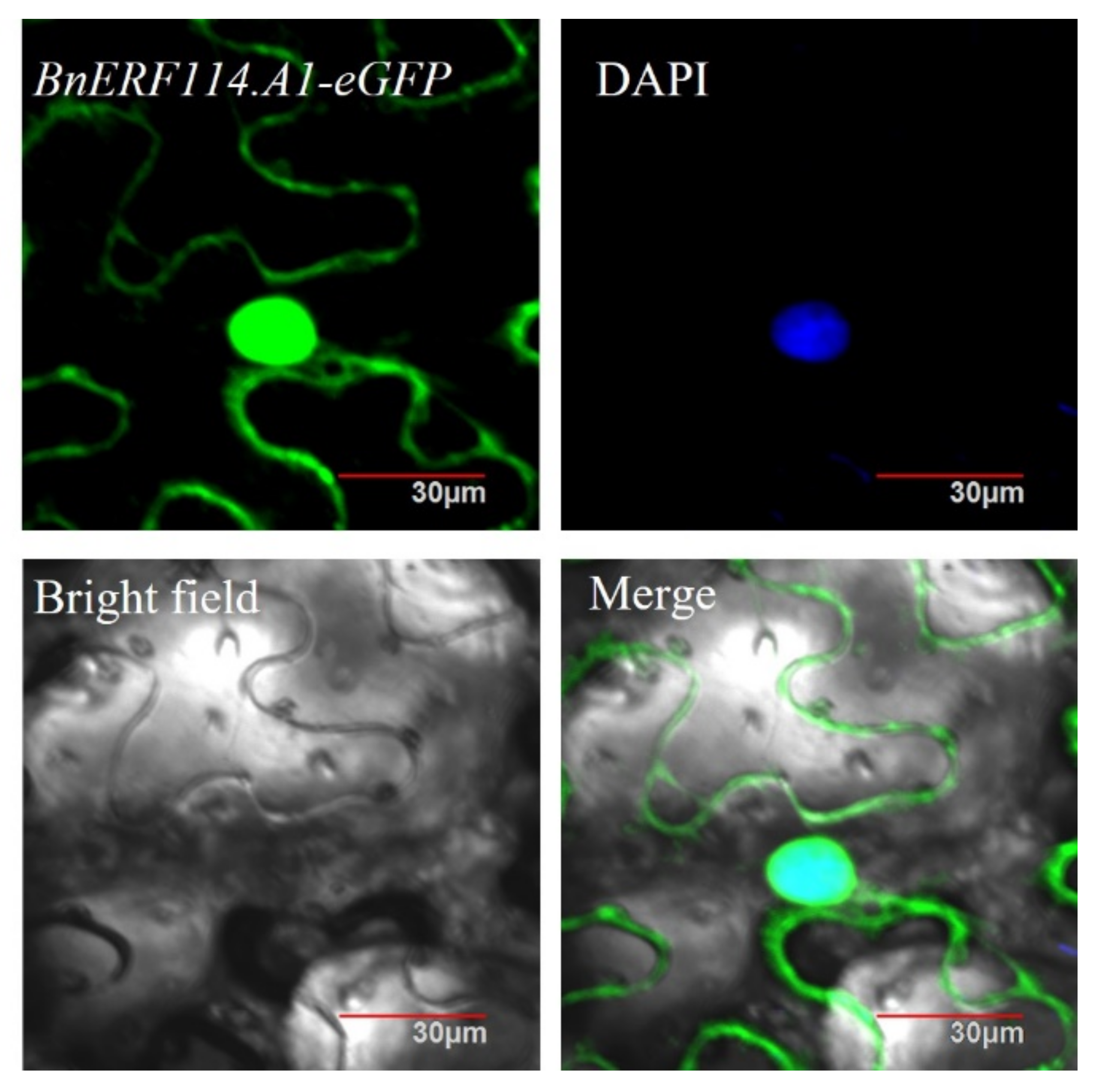 Ijms 23 02210 g003 550