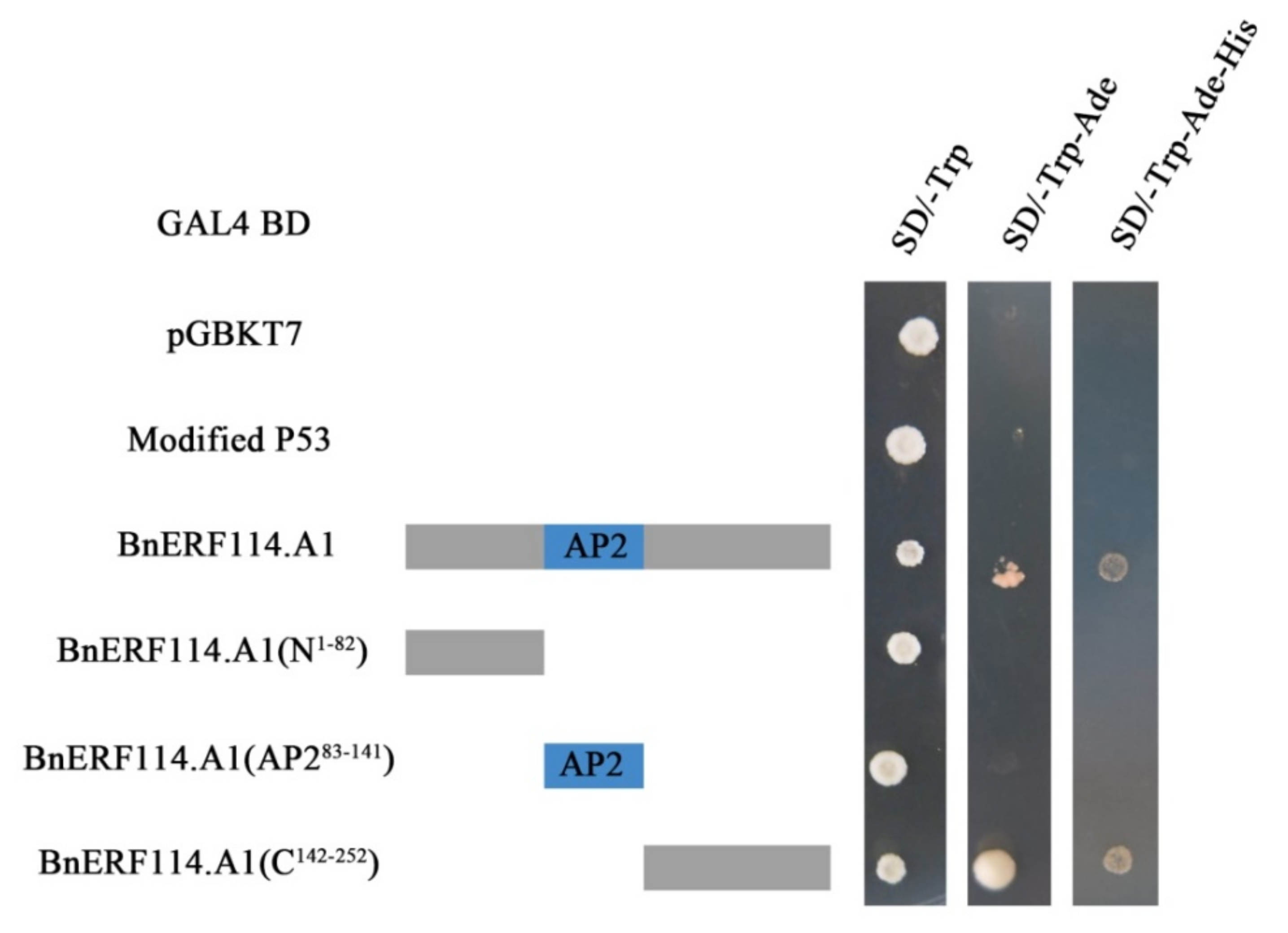 Ijms 23 02210 g004 550
