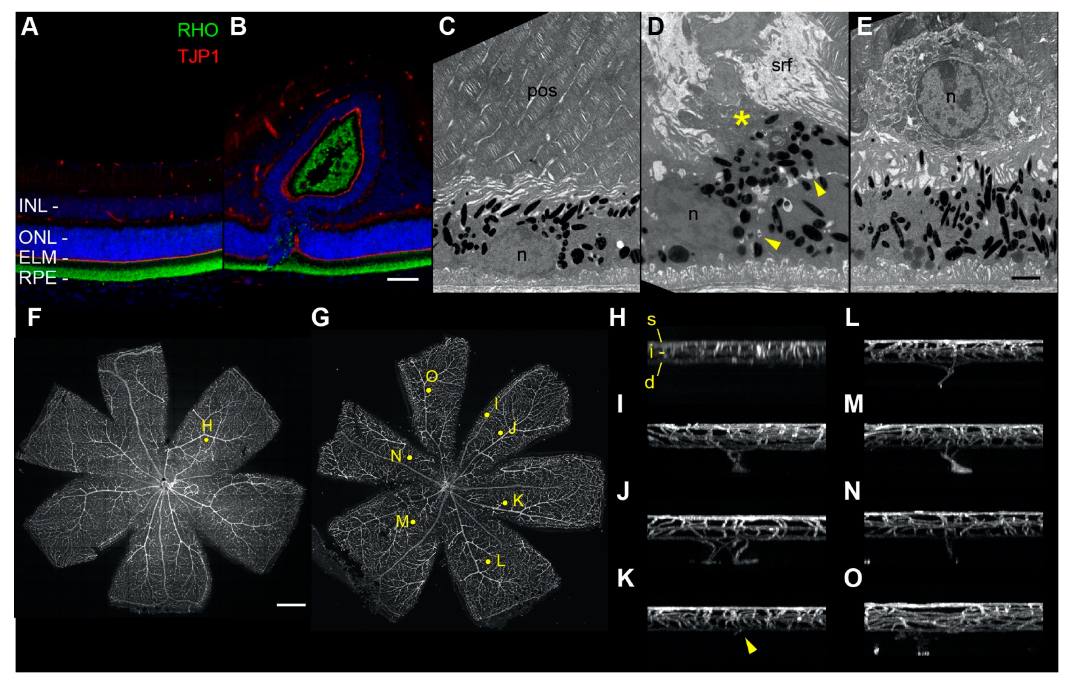 Ijms 23 02220 g006 Ijms 23 02220 g006