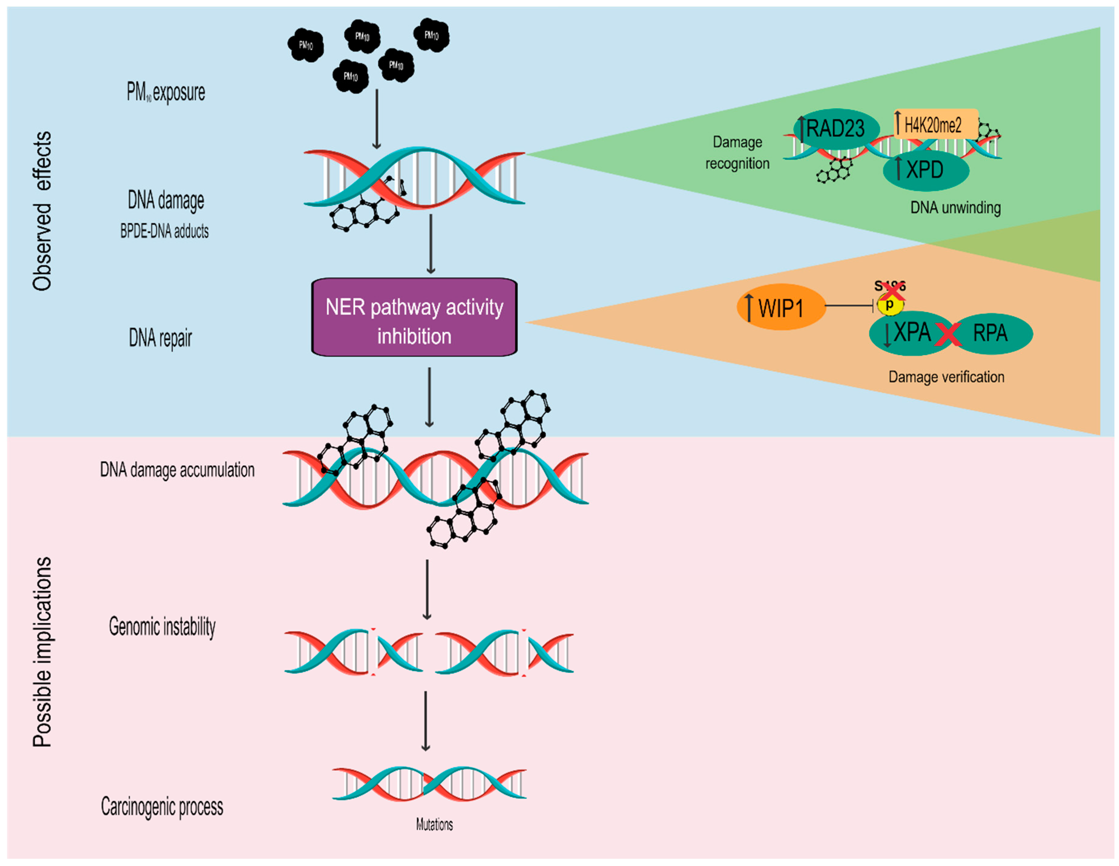 Ijms 23 02224 g005 550