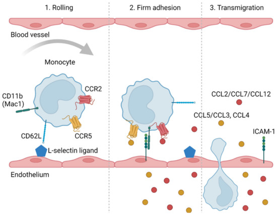 IJMS Free FullText Increased LSelectin on Monocytes Is Linked to
