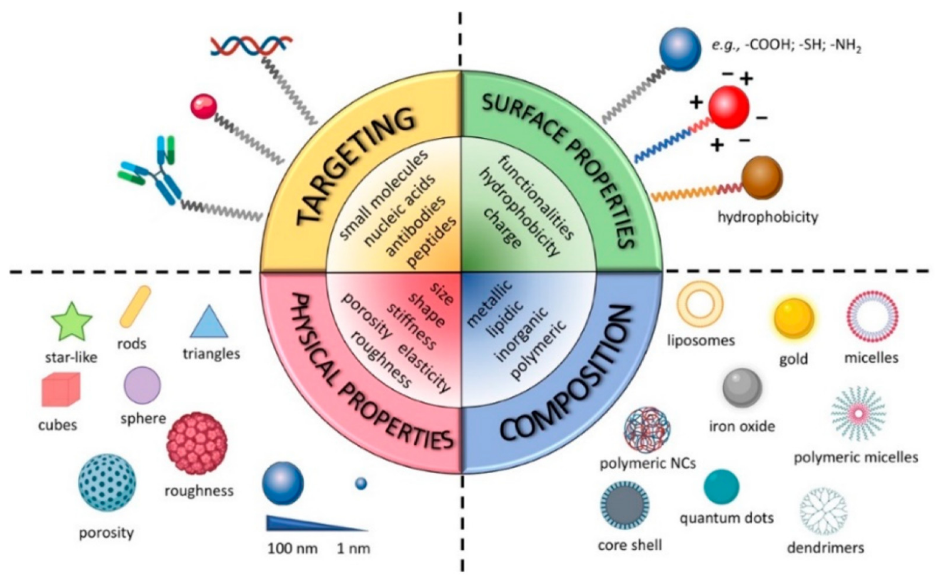 Ijms Free Full Text Tunneling Nanotubes A New Target For Nanomedicine Html