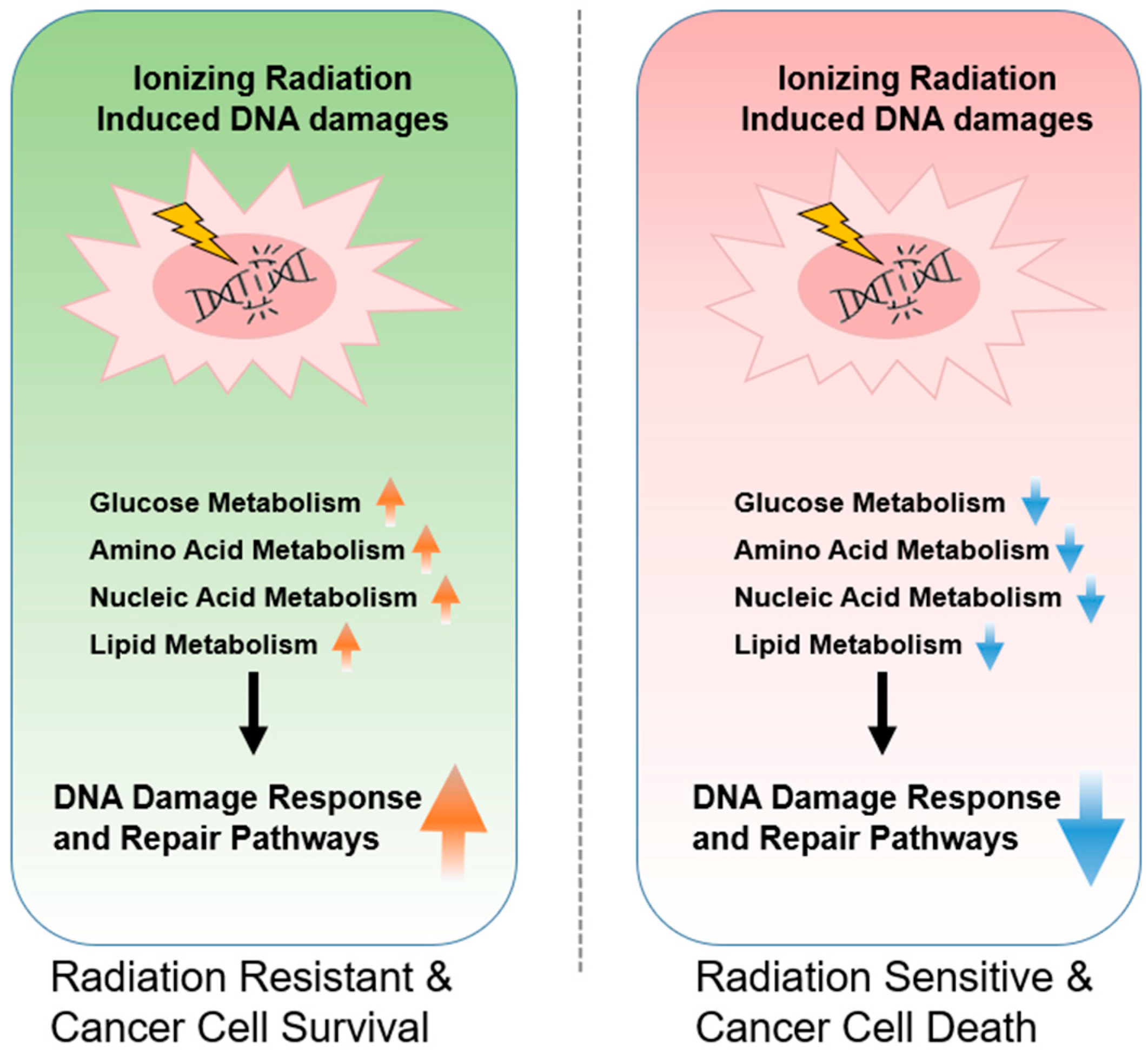 IJMS | Free Full-Text | Overcoming Radiation Resistance in Gliomas 