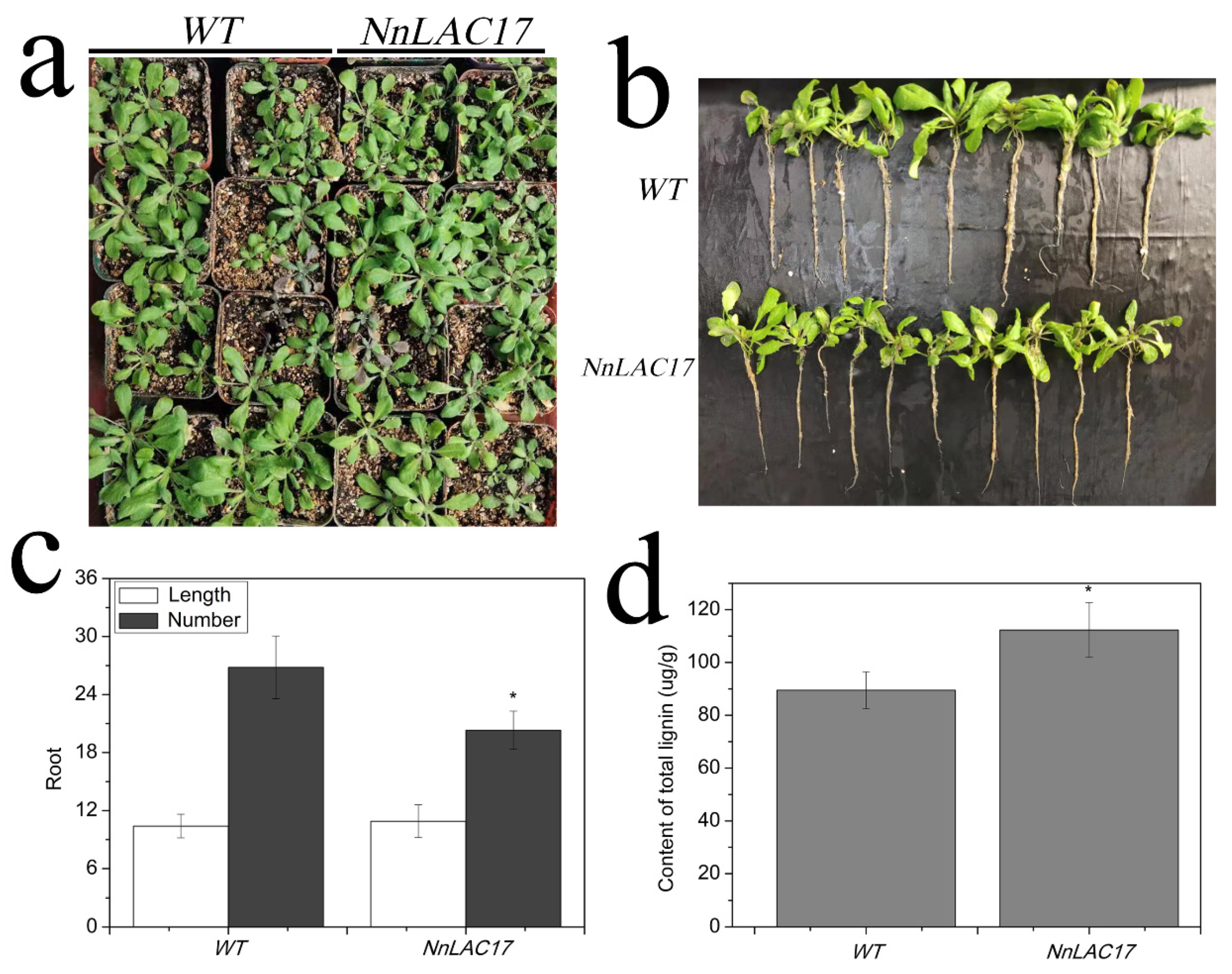 Ijms 23 02250 g006 550