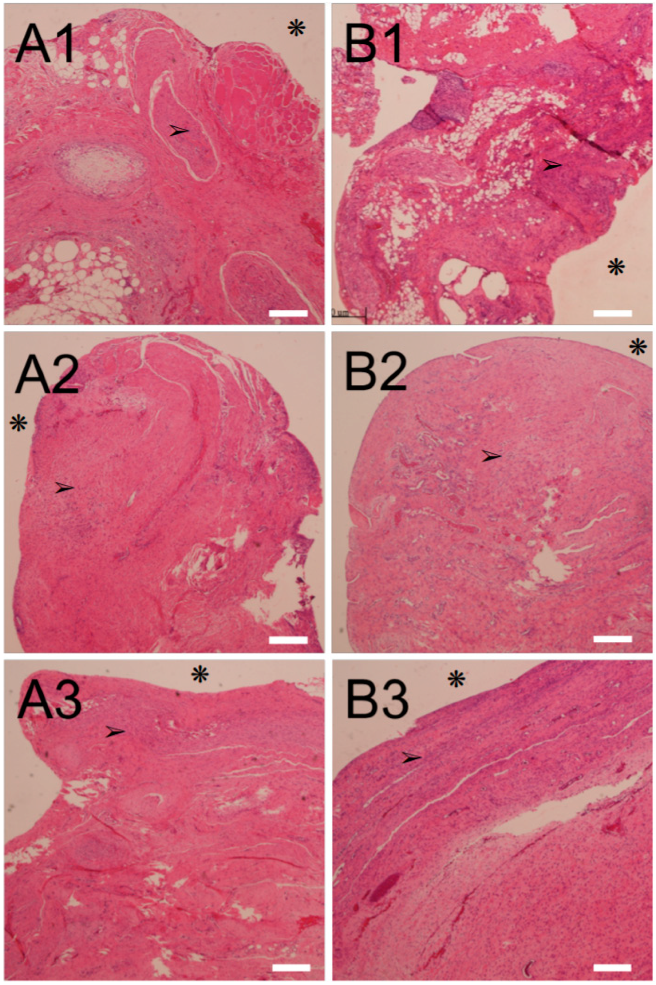 Ijms 23 02265 g005 550
