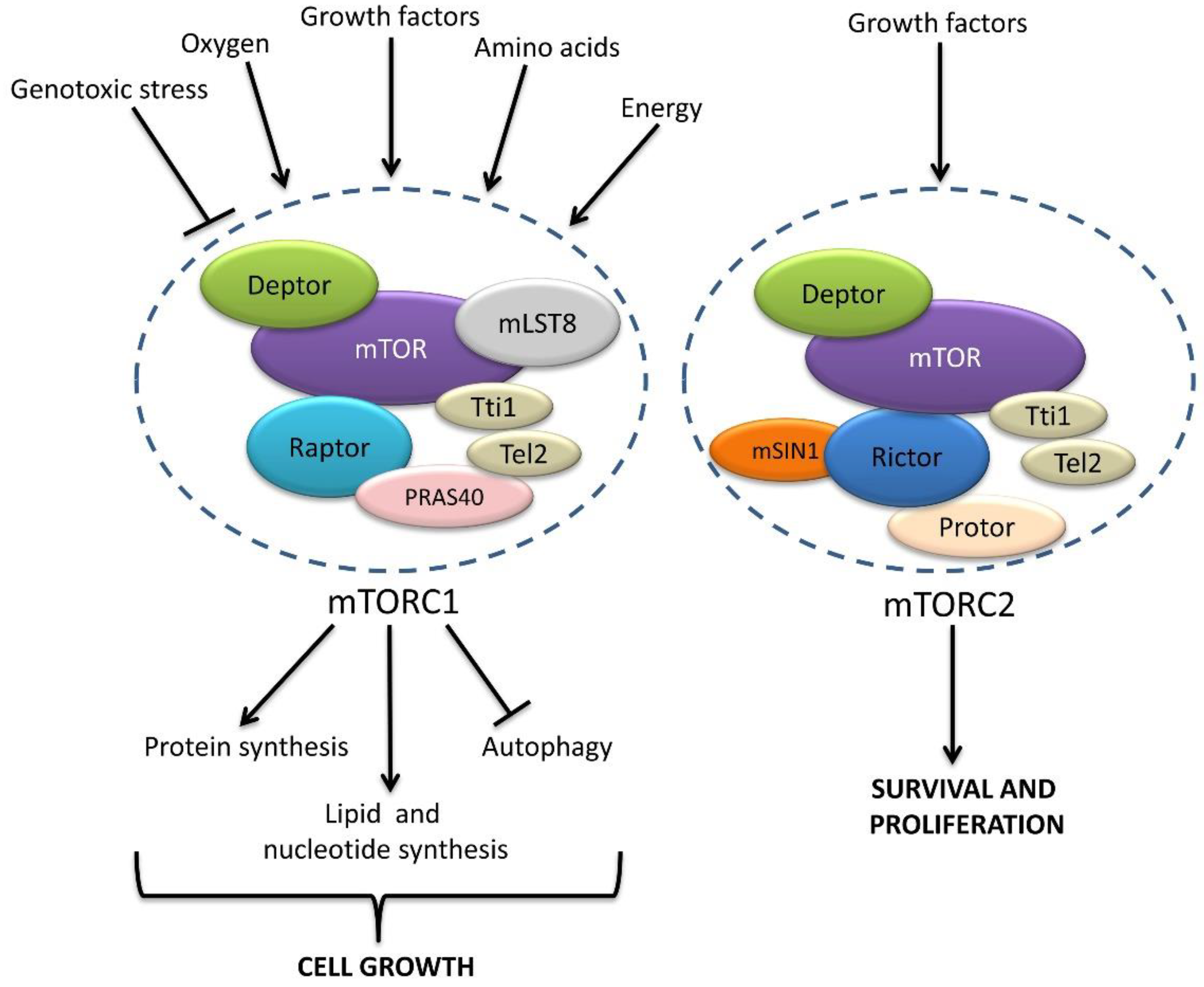 IJMS | Free Full-Text | Lysosomes at the Crossroads of Cell 