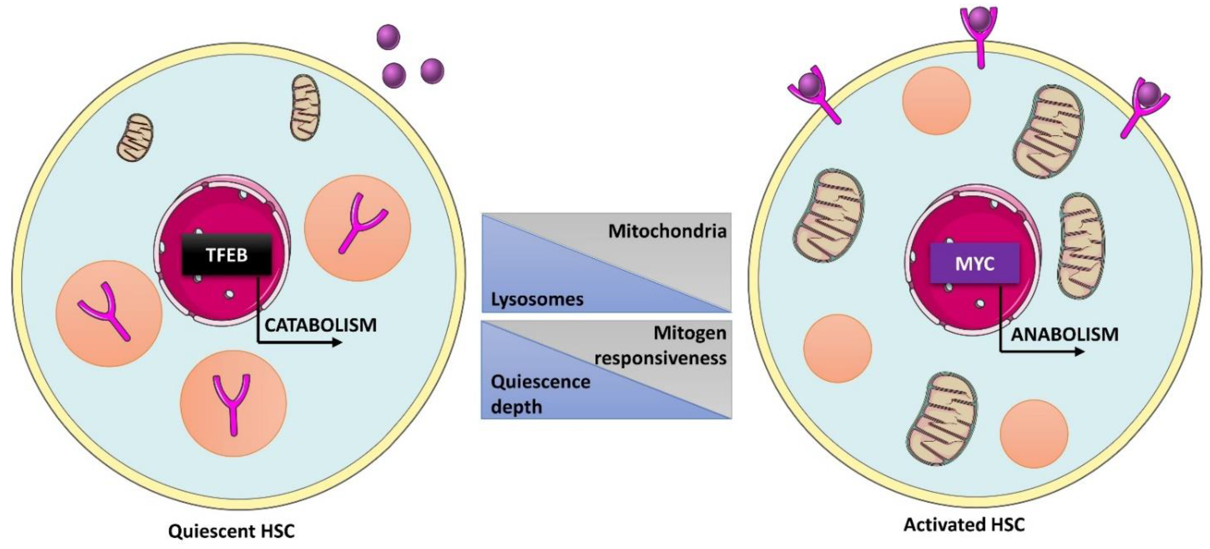 IJMS | Free Full-Text | Lysosomes at the Crossroads of Cell 