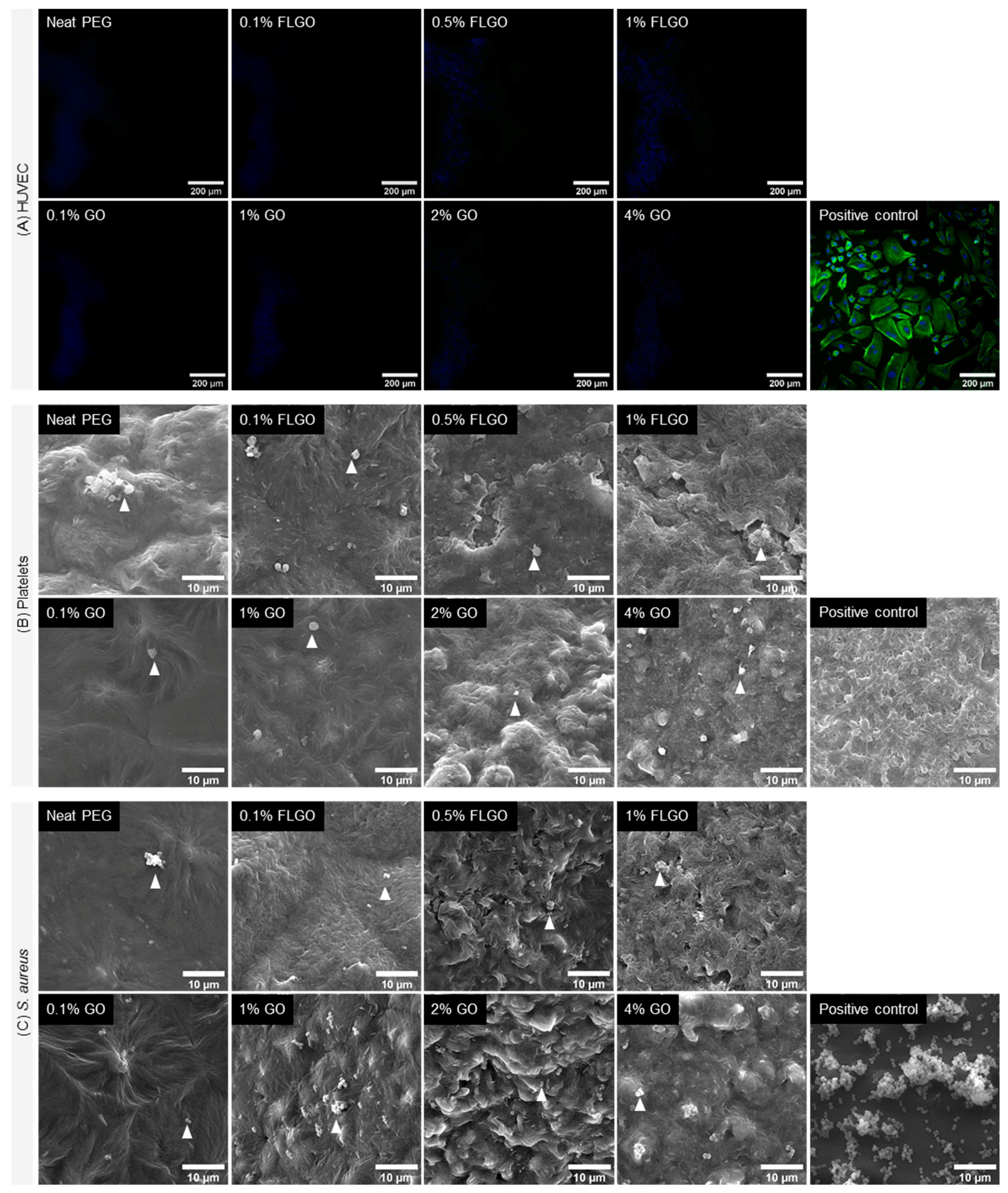 Ijms 23 02312 g007 550