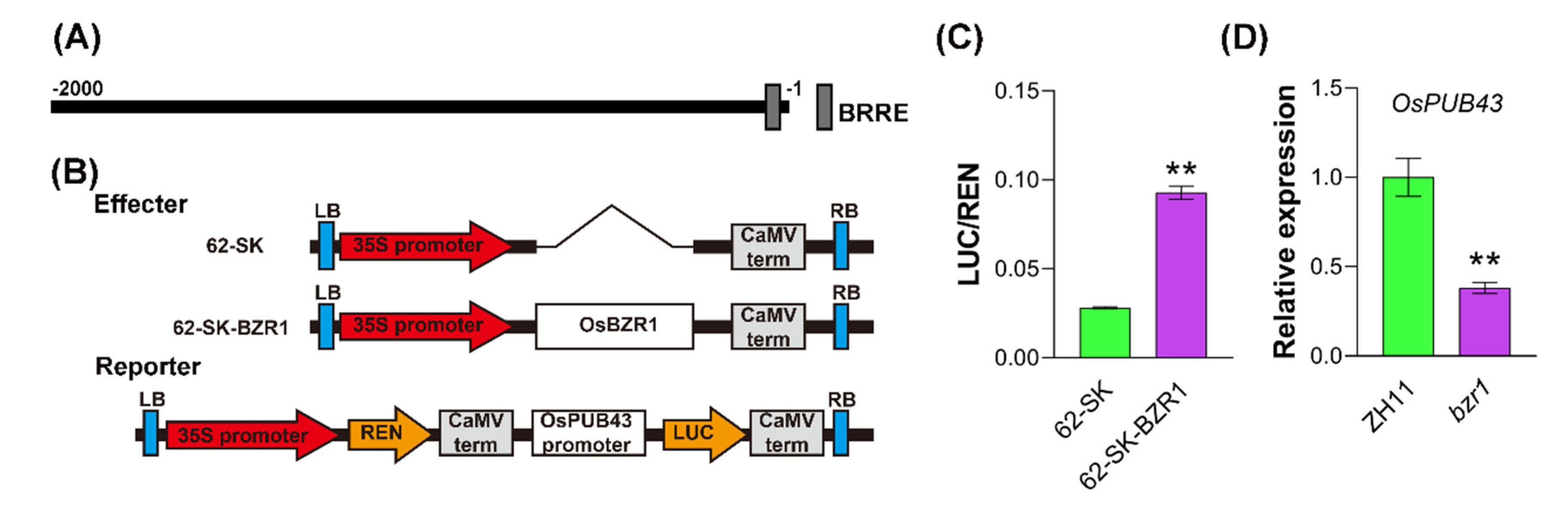 Ijms 23 02347 g006 550