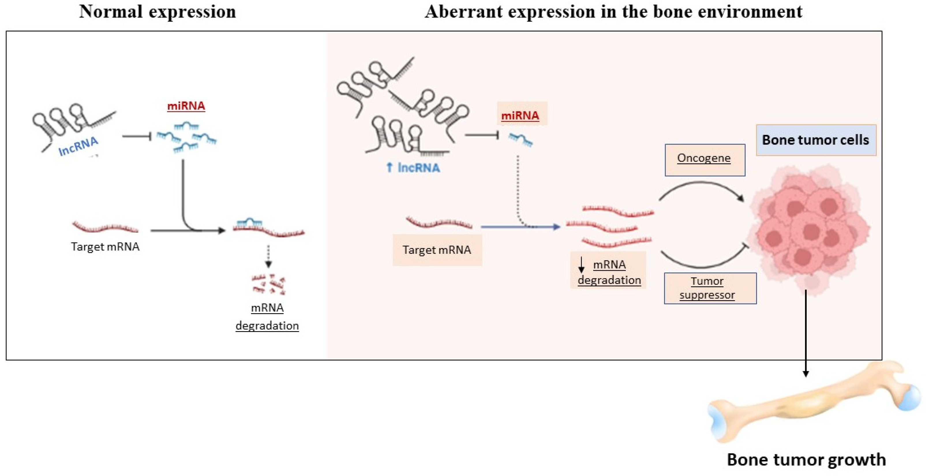Ijms 23 02348 g003 Ijms 23 02348 g003
