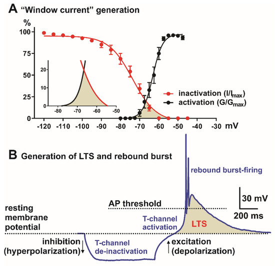 IJMS | Free Full-Text | Thalamic T-Type Calcium Channels as ...