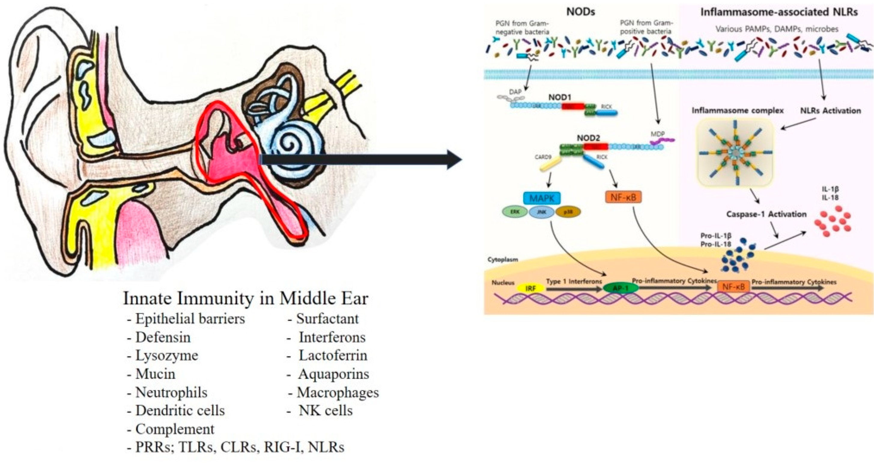 Ijms 23 02350 g003 550