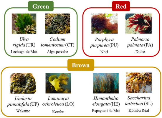 Seaweed uses deals
