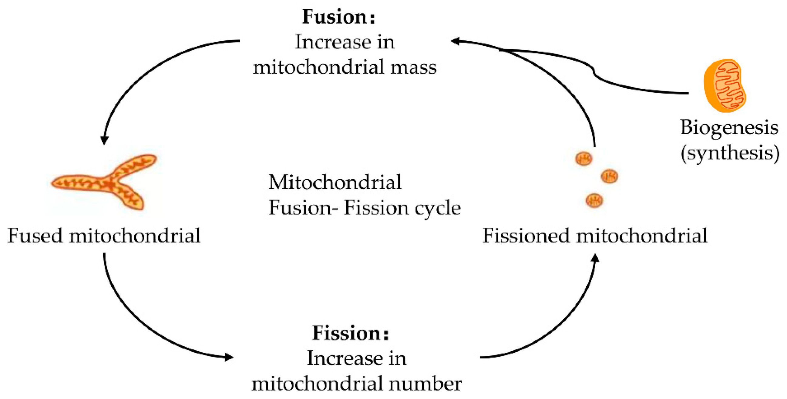 IJMS | Free Full-Text | Role of Mitochondrial Pathways in Cell 