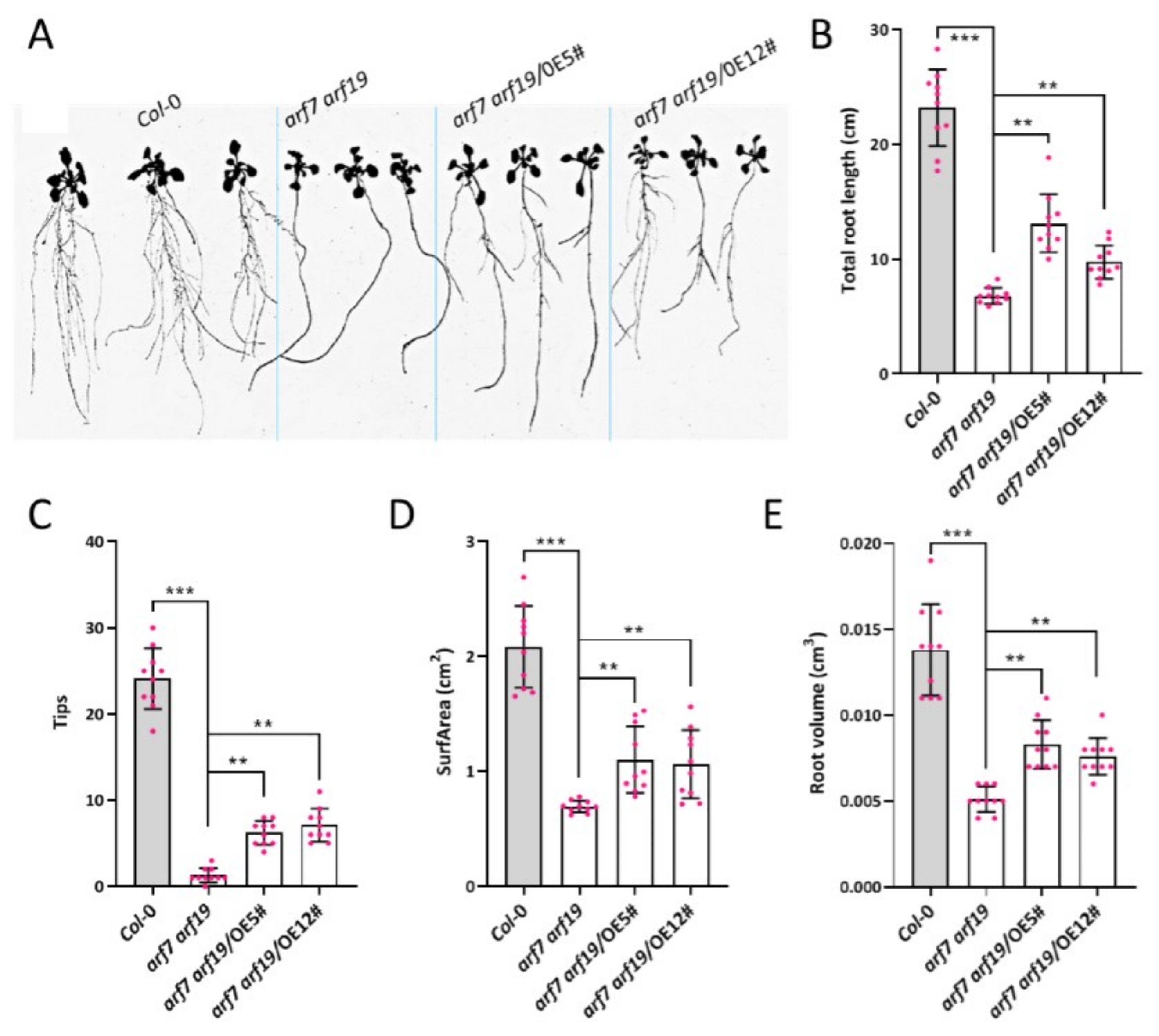 Ijms 23 02361 g004 Ijms 23 02361 g004