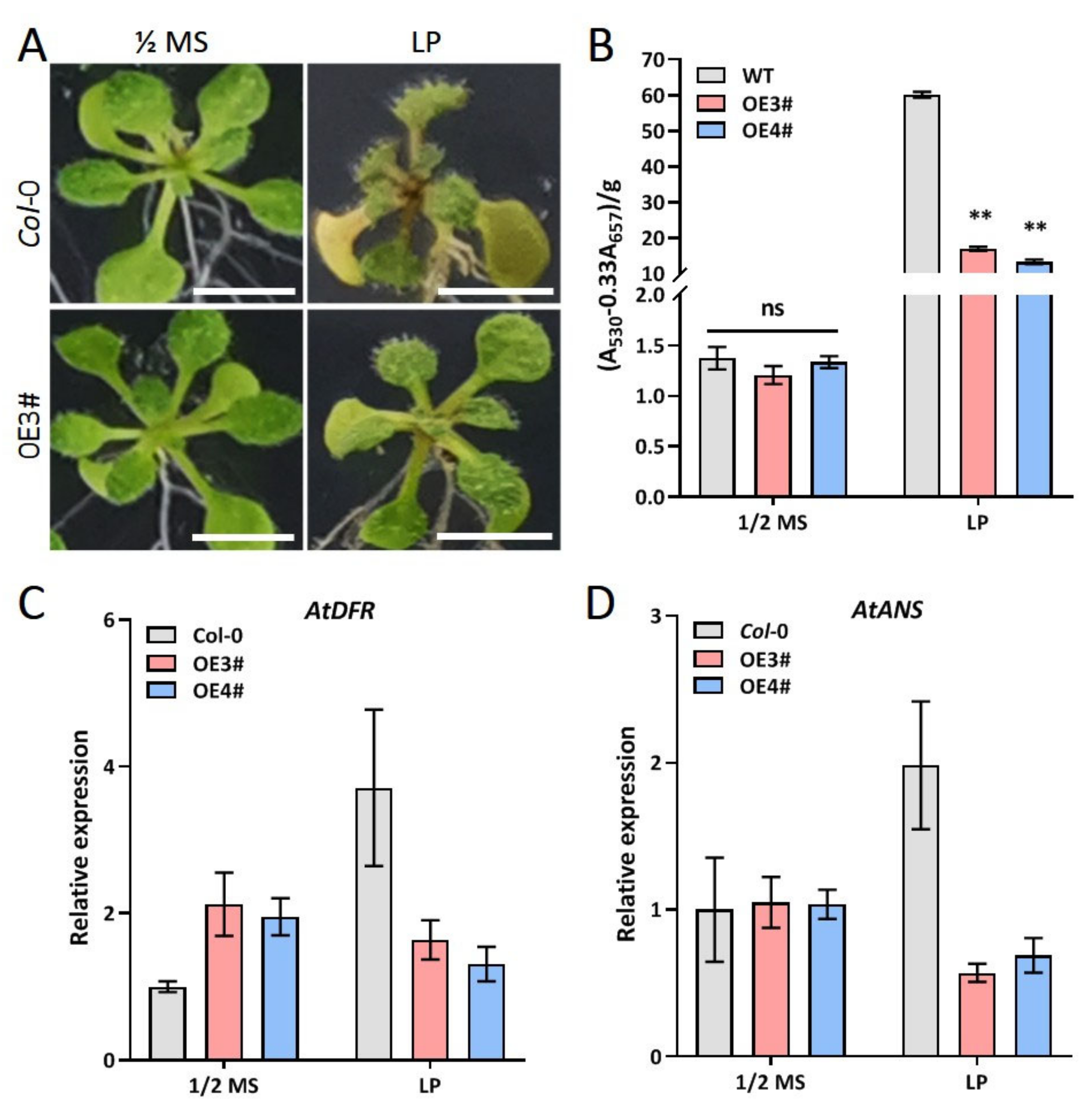 Ijms 23 02361 g006 Ijms 23 02361 g006