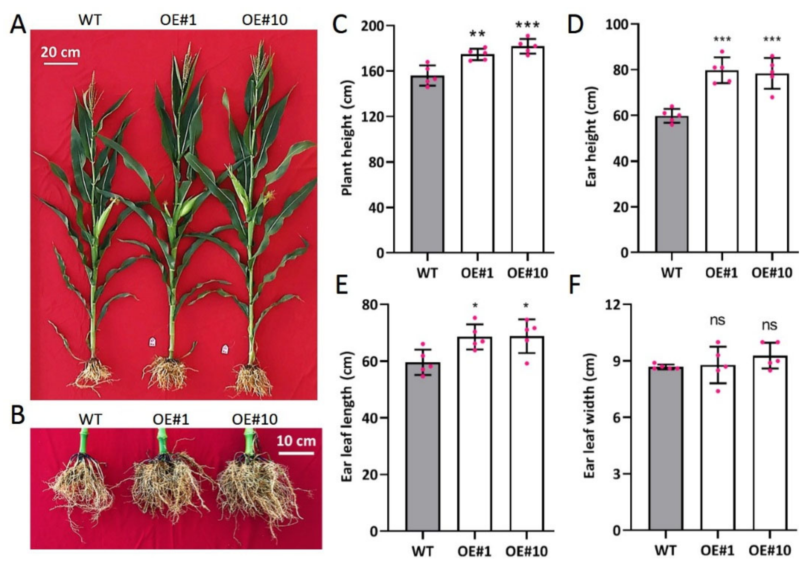 Ijms 23 02361 g007 Ijms 23 02361 g007