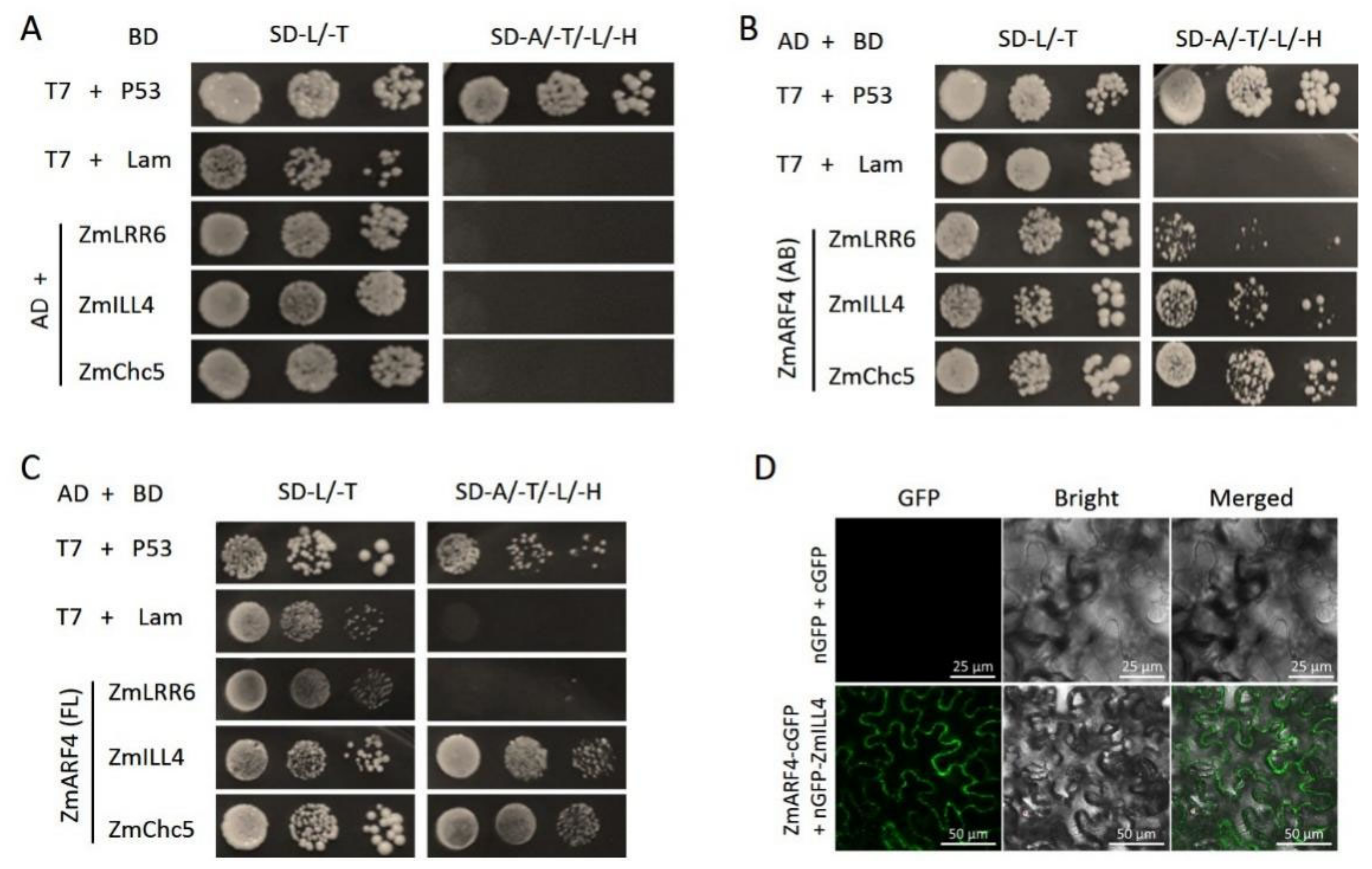 Ijms 23 02361 g008 Ijms 23 02361 g008