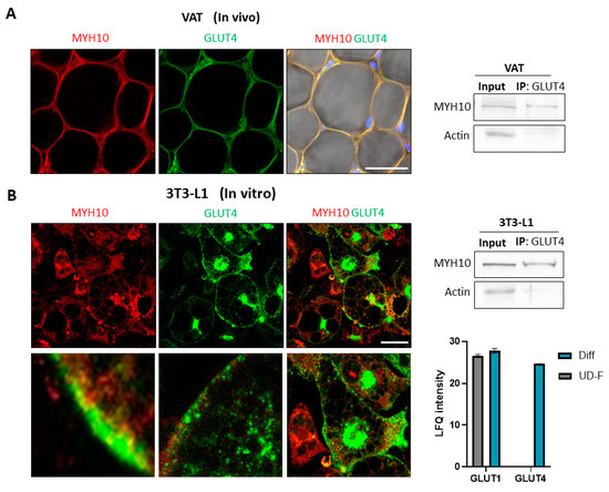 MYH10 Governs Adipocyte Function and Adipogenesis through