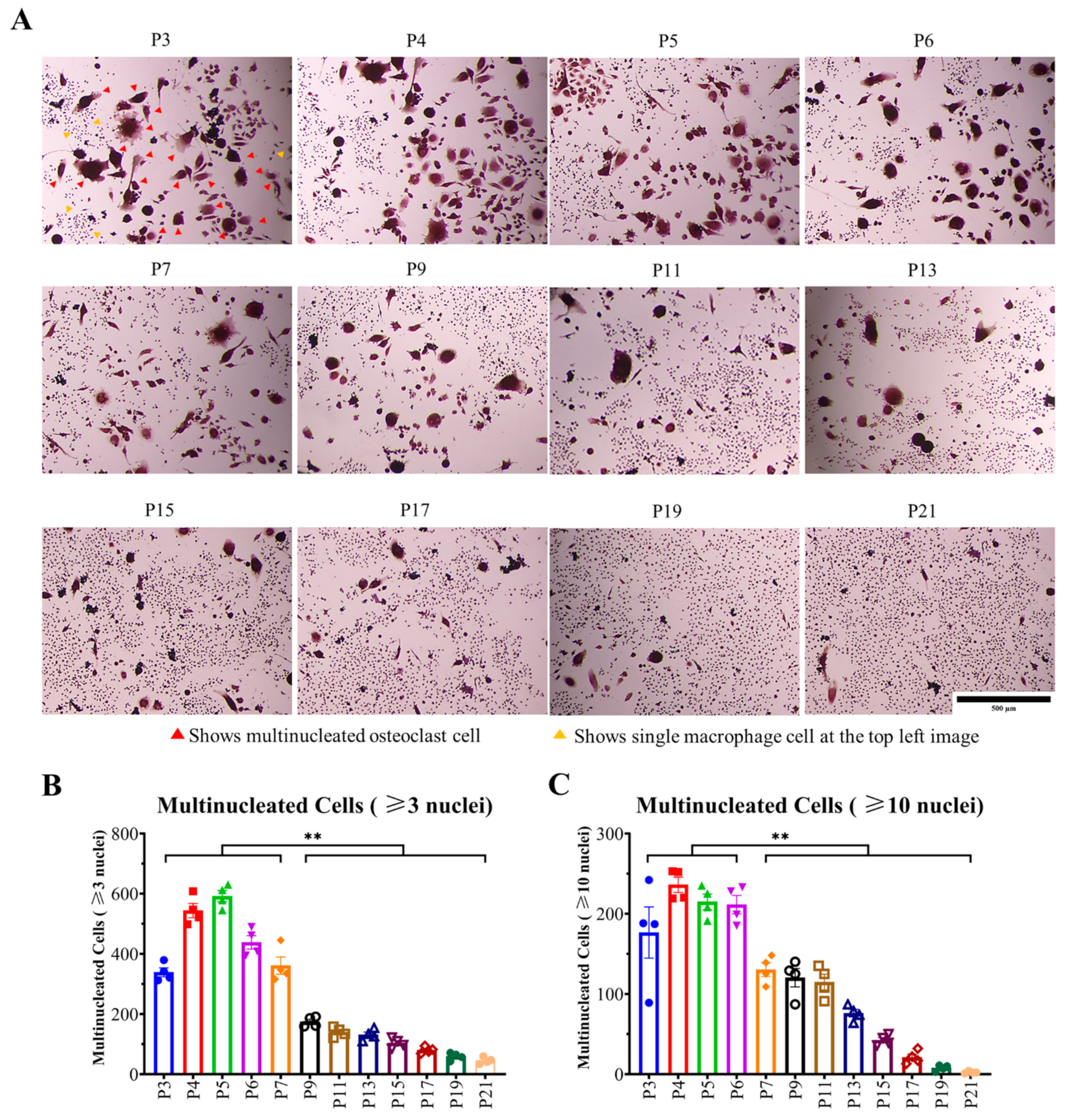 Ijms 23 02371 g004 550