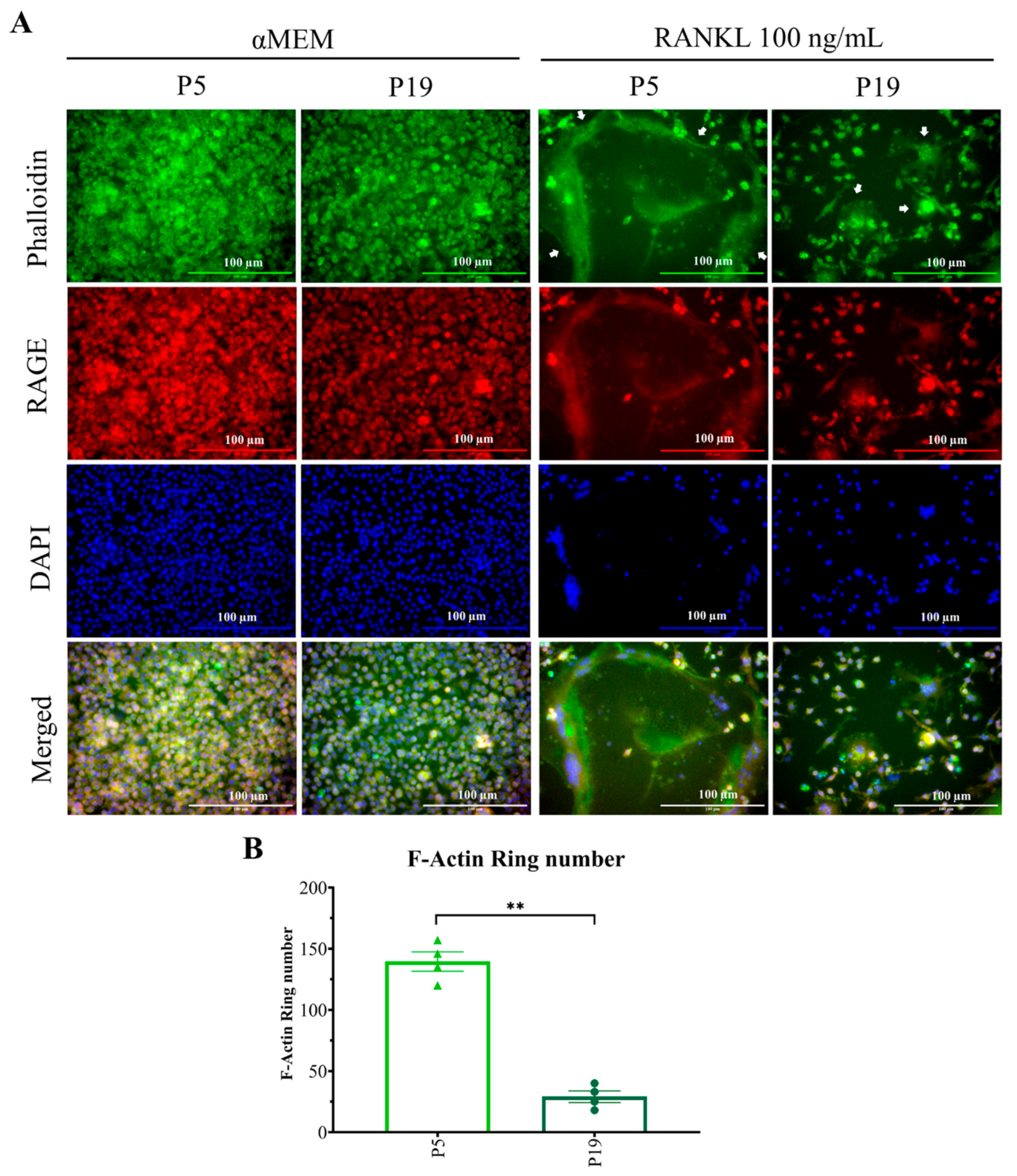 Ijms 23 02371 g005 550