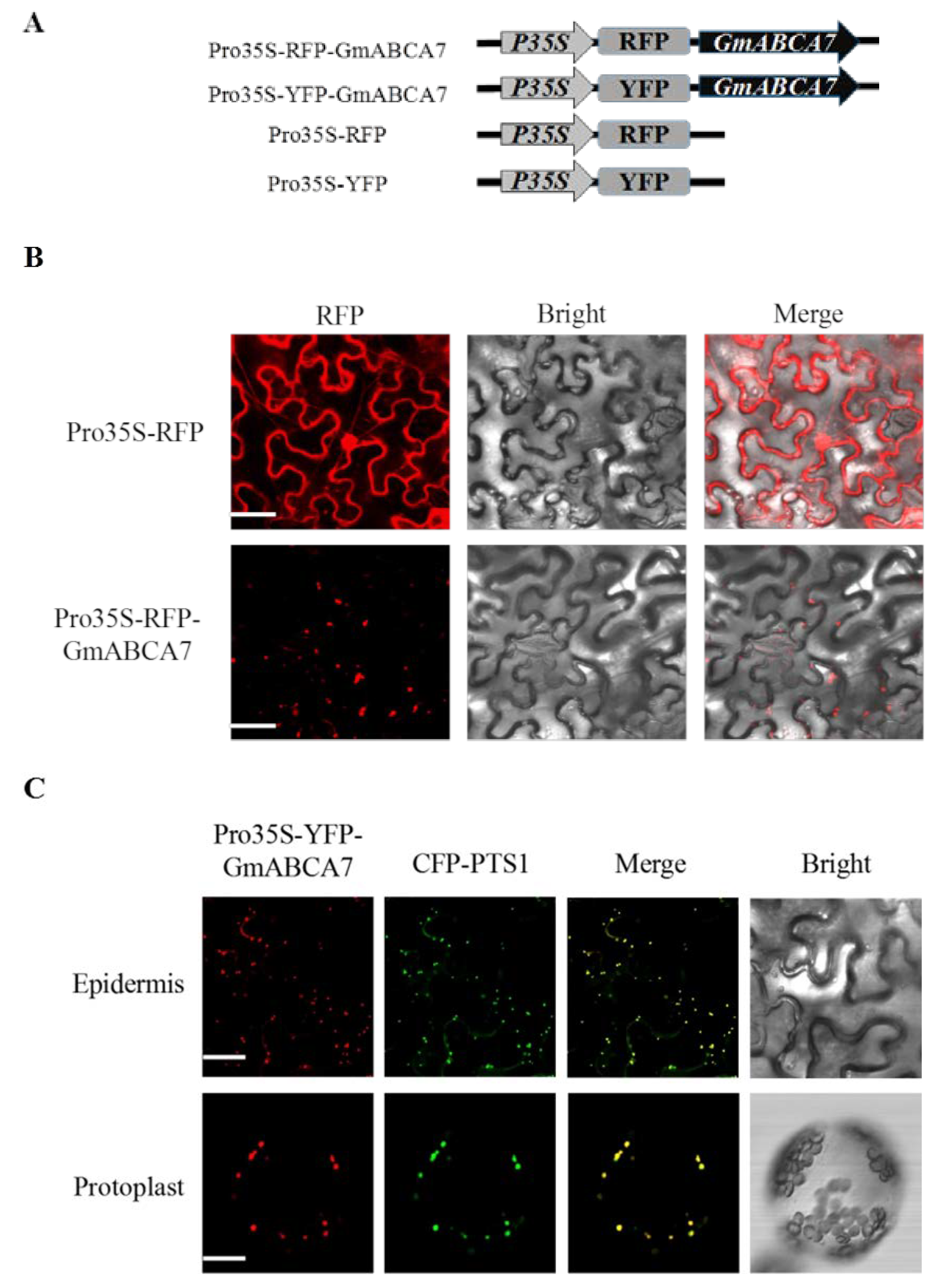 Ijms 23 02389 g002 Ijms 23 02389 g002
