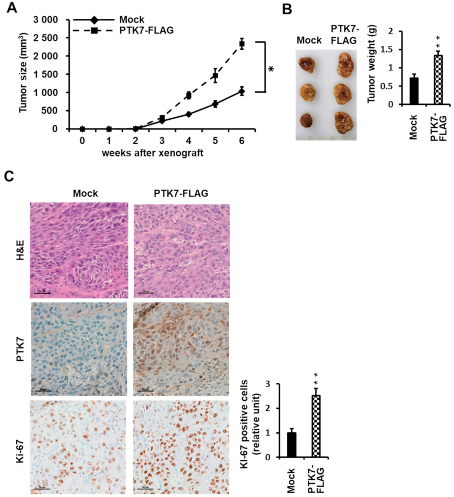 Ijms 23 02391 g004 Ijms 23 02391 g004