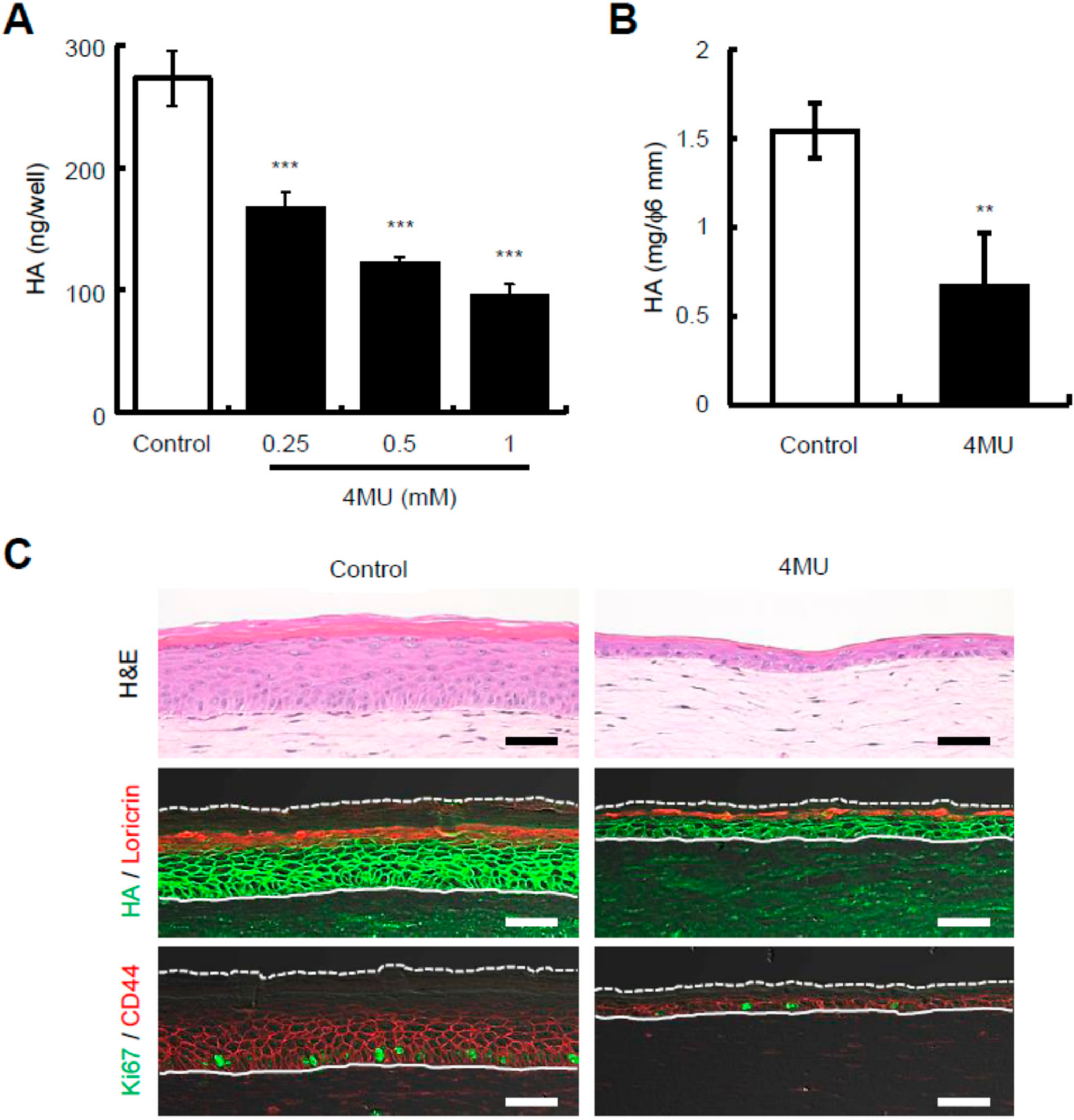 Ijms 23 02424 g002 550