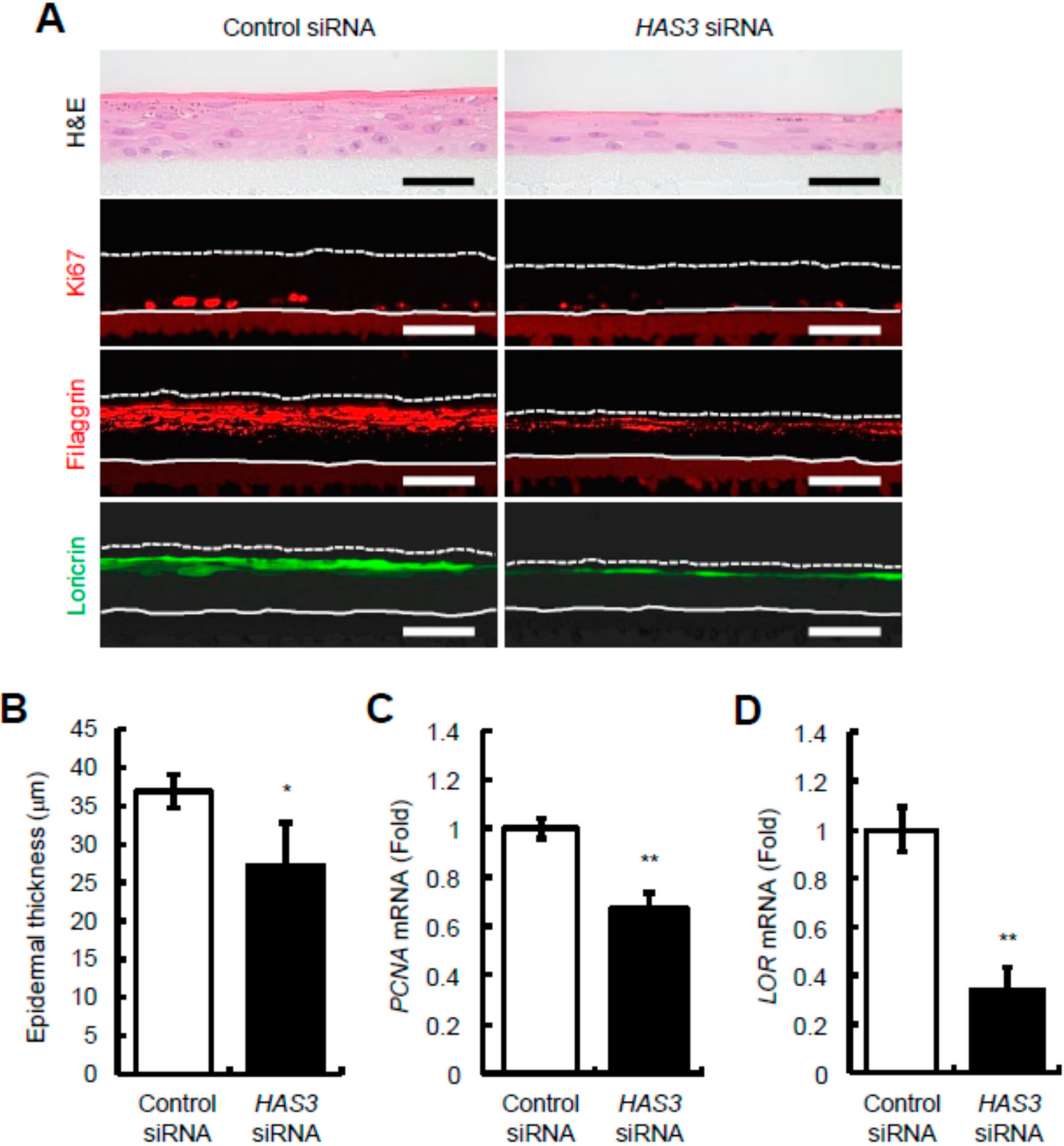 Ijms 23 02424 g004 550