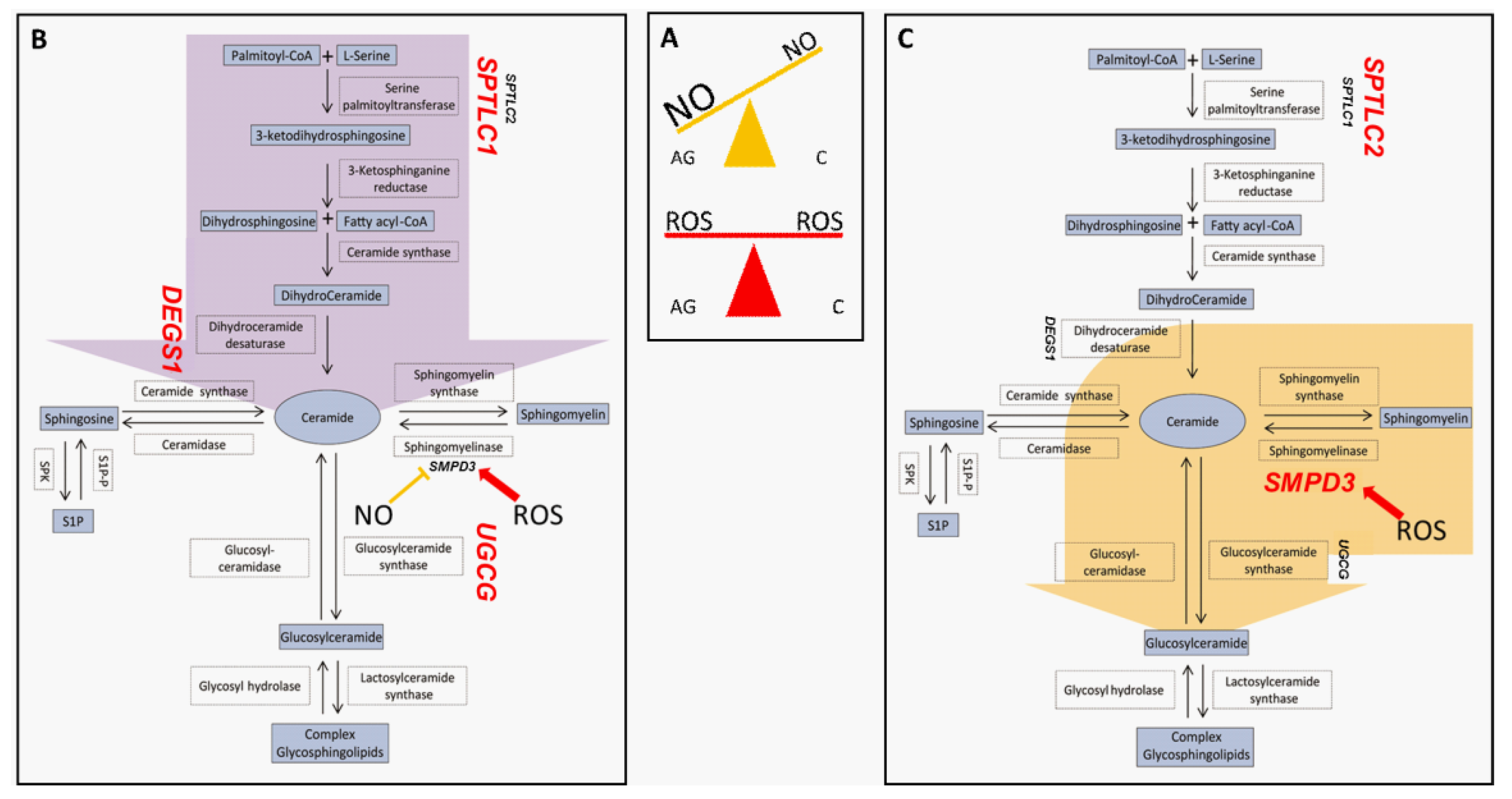 Ijms 23 02428 g008 550