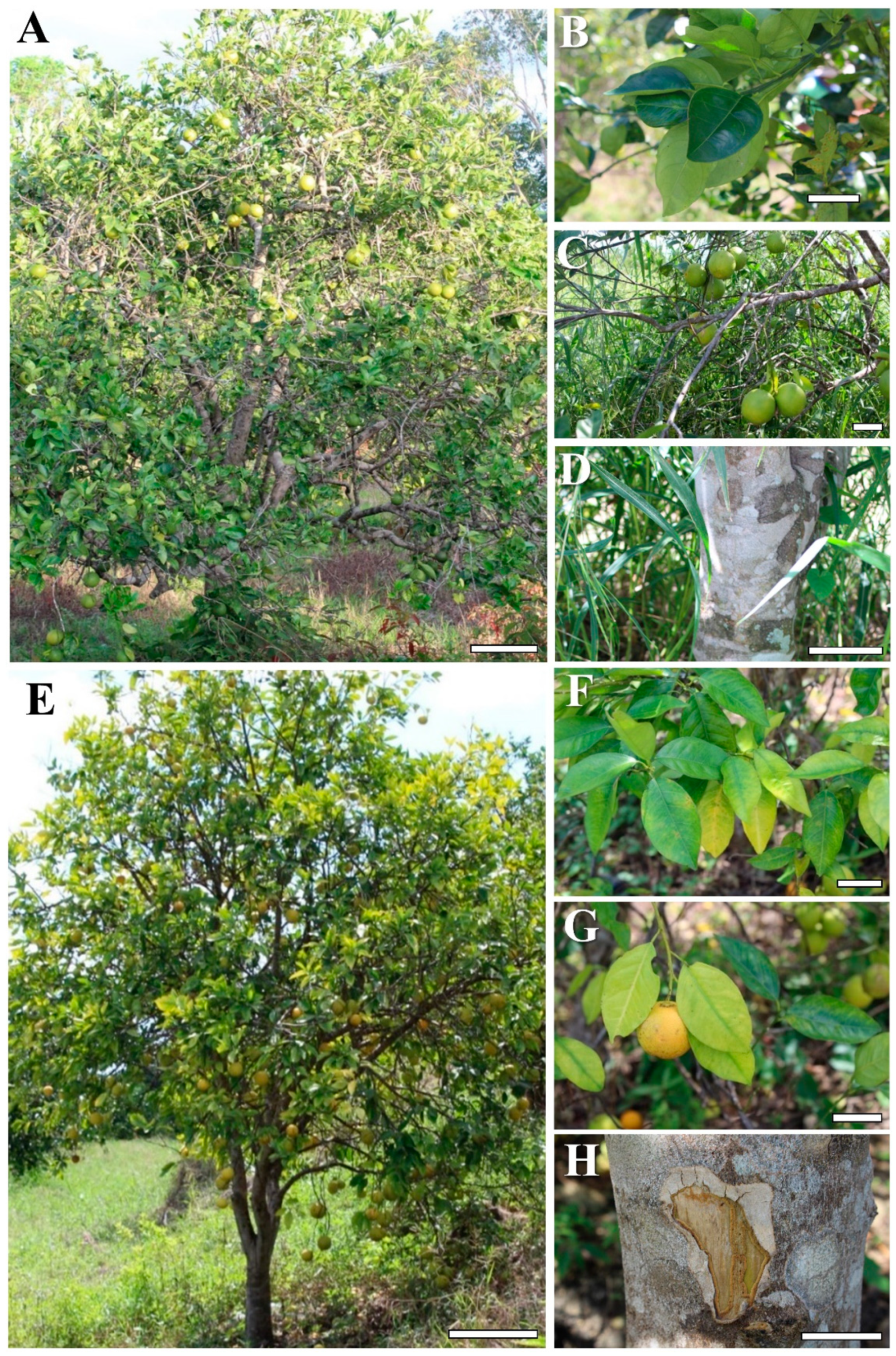 Ijms 23 02435 g002 550