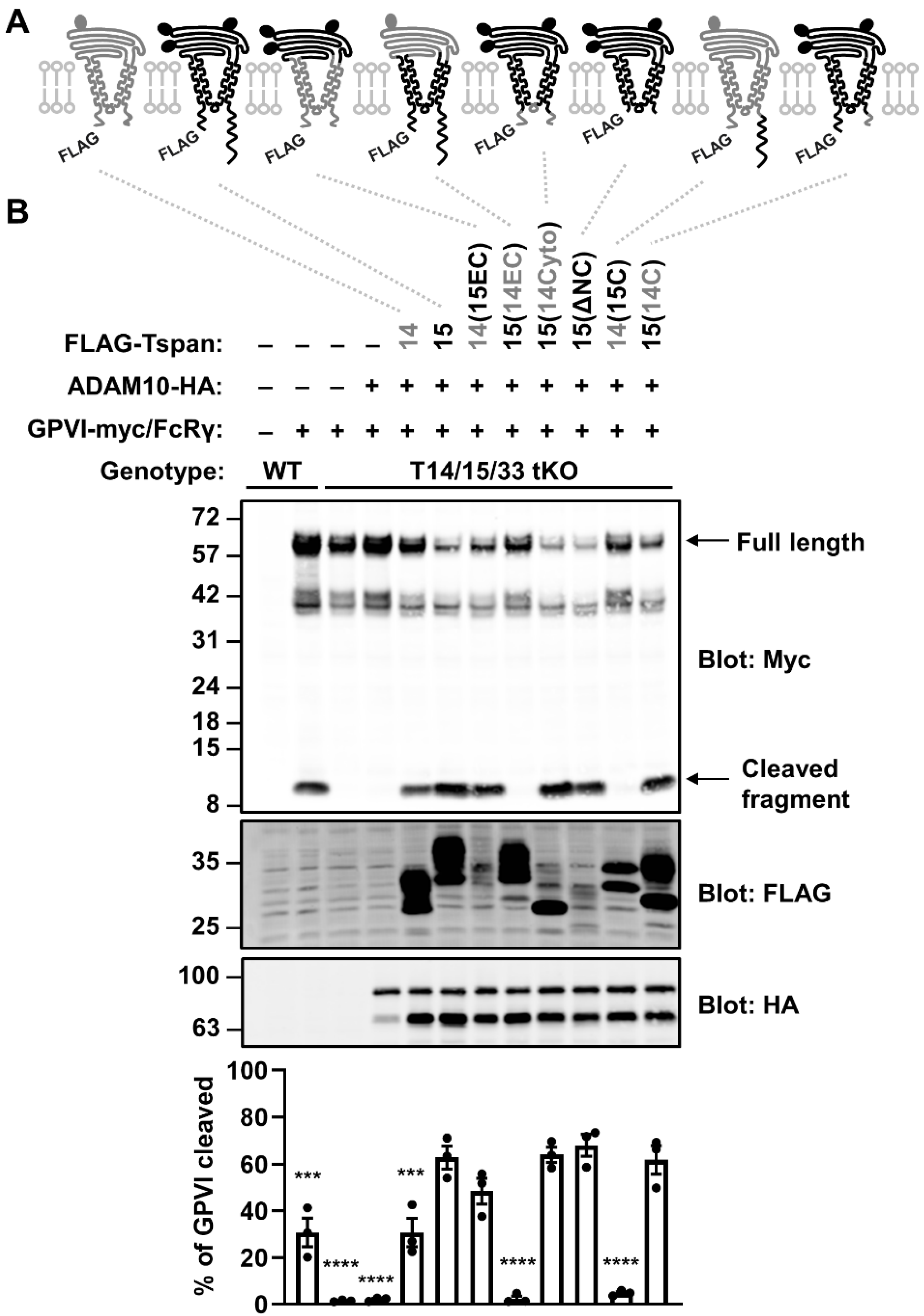 Ijms 23 02440 g004 550