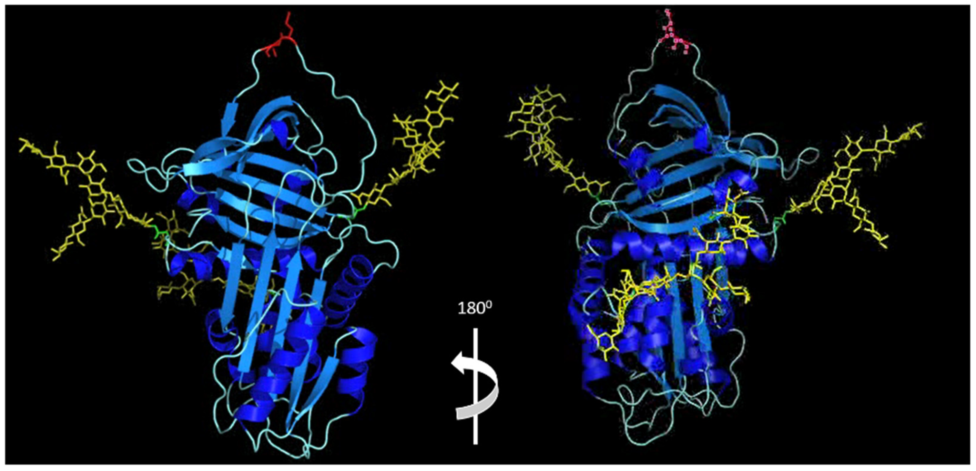 Alpha 1 Antitrypsin is an Inhibitor of the SARS-CoV-2–Priming