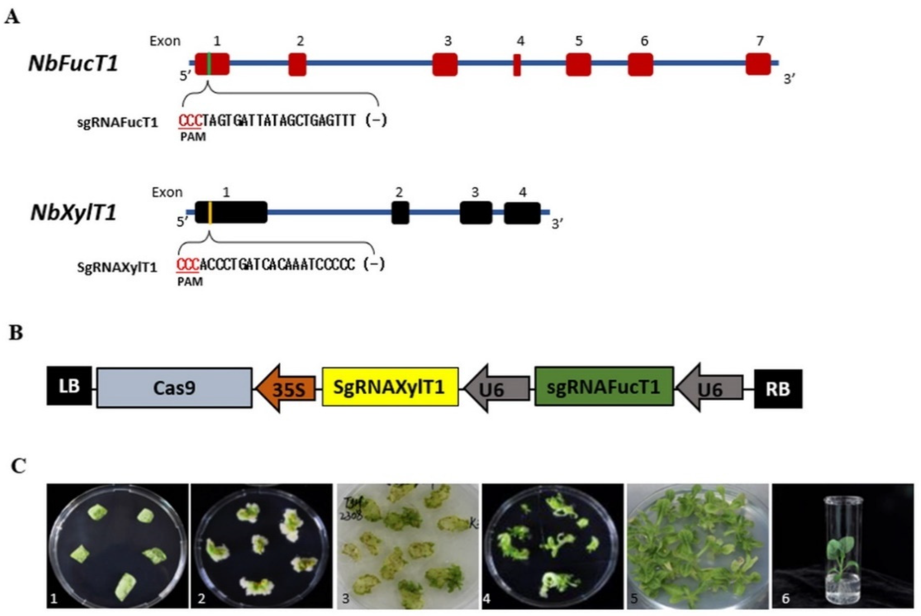 Ijms 23 02450 g001 550