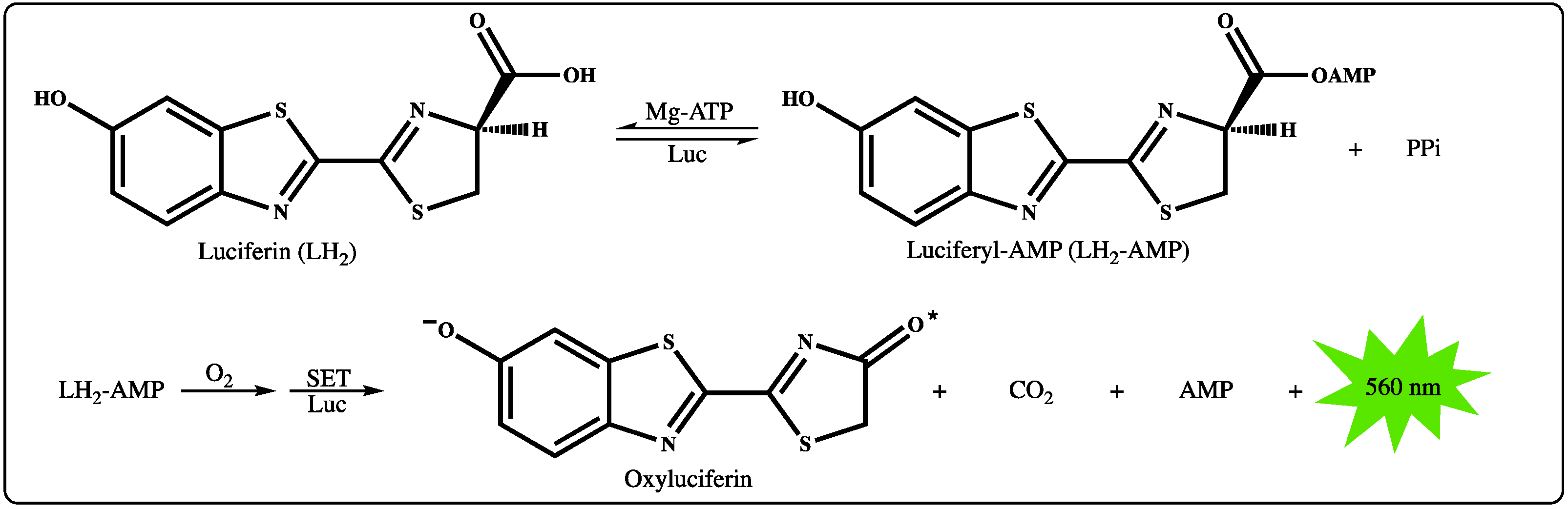 IJMS Free FullText Systematic Comparison of Beetle Luciferase