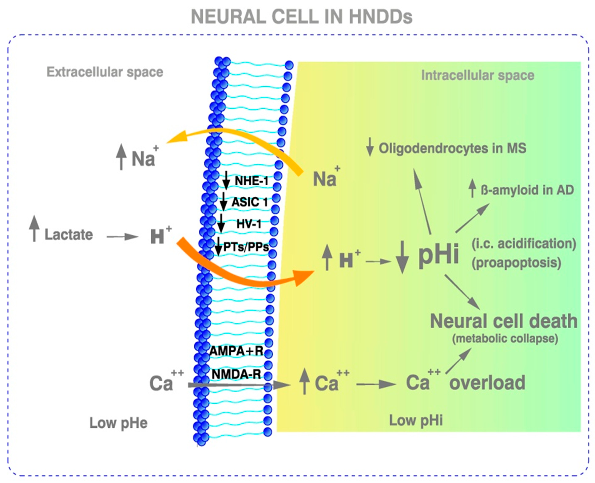 Ijms 23 02454 g002 Ijms 23 02454 g002