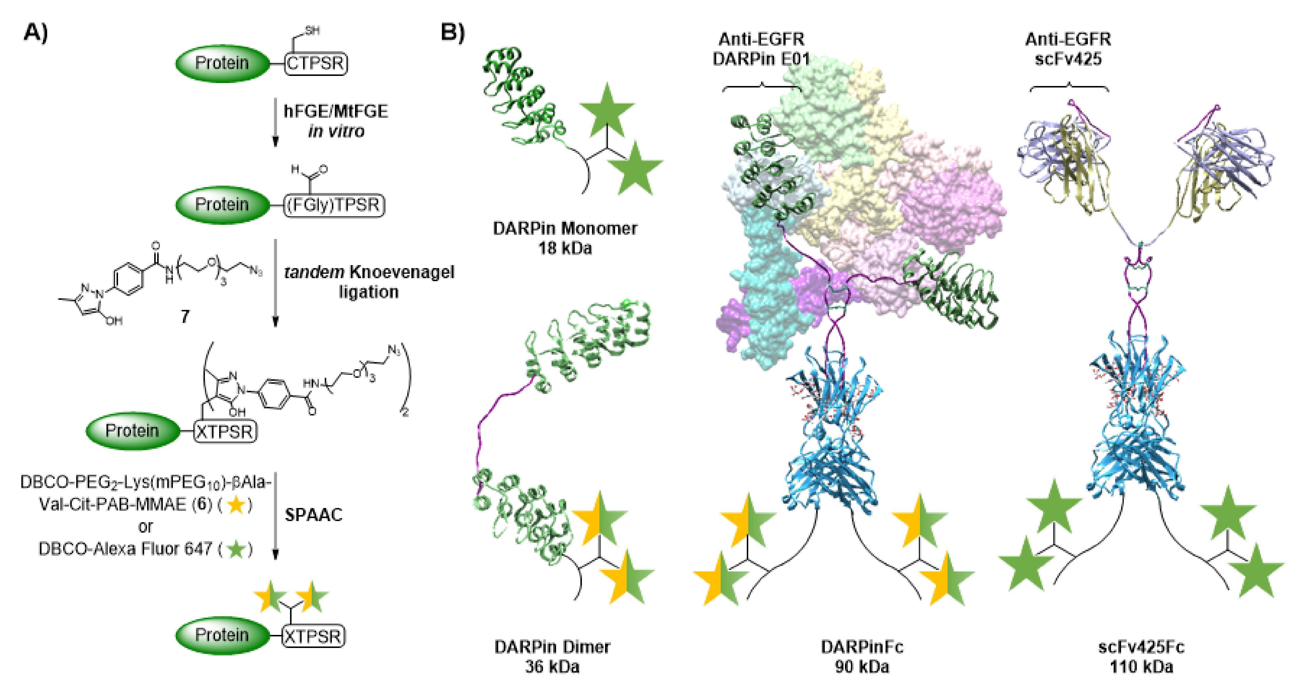 Ijms 23 02468 g001 Ijms 23 02468 g001
