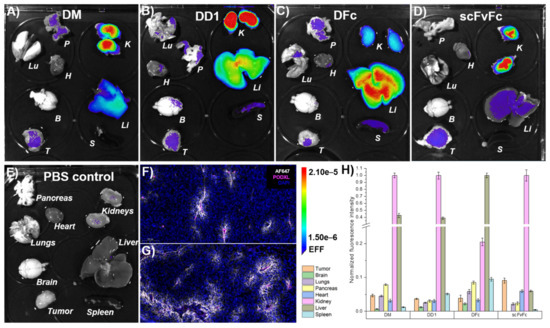 Bivalent EGFR-Targeting DARPin-MMAE Conjugates